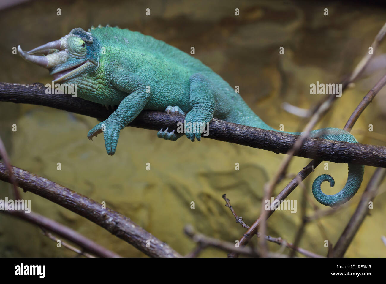 Jackson's chameleon (Trioceros jacksonii), also known as the Kikuyu three-horned chameleon. Stock Photo
