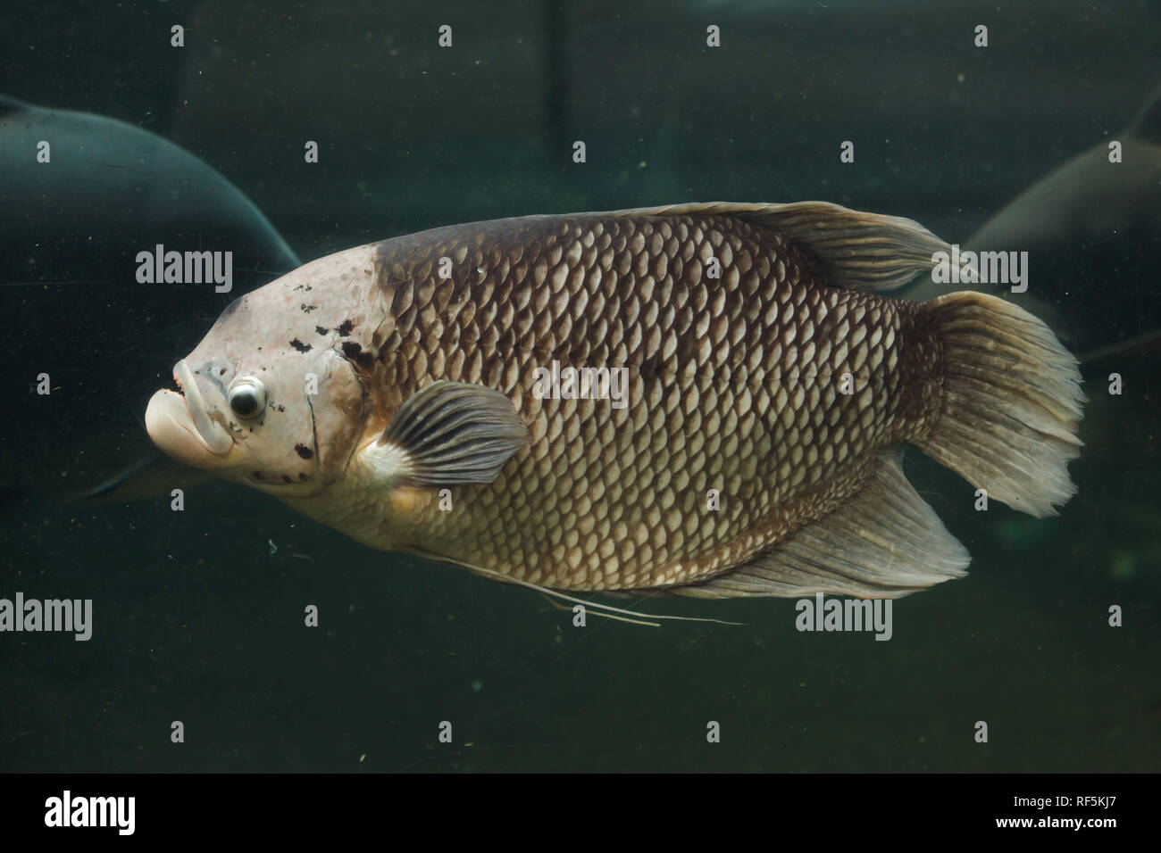 Giant gourami (Osphronemus goramy). Freshwater fish. Stock Photo
