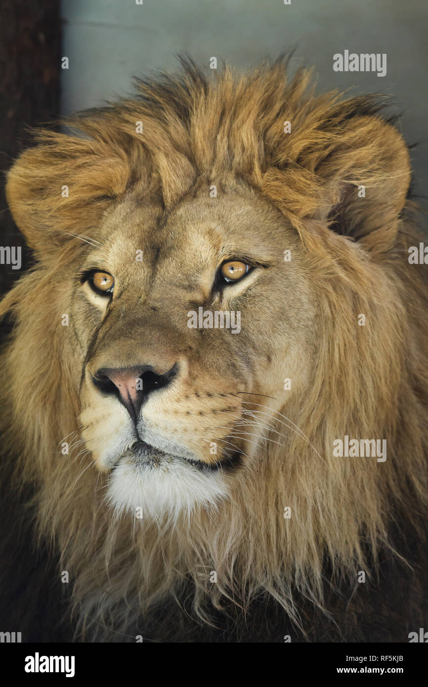 Lion (Panthera leo). Wild life animal Stock Photo - Alamy