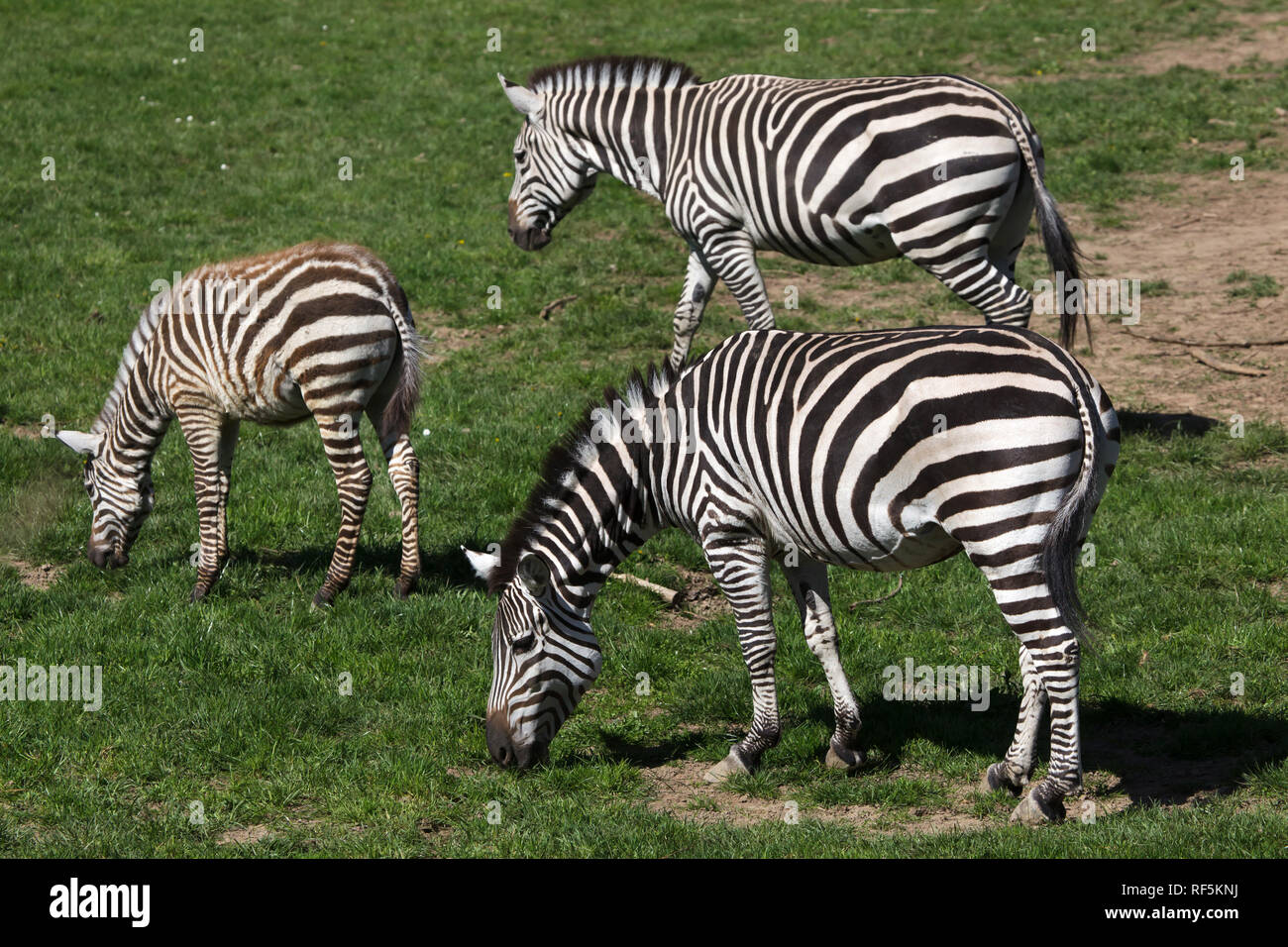 Grant's zebra (Equus quagga boehmi). Wild life animals Stock Photo - Alamy