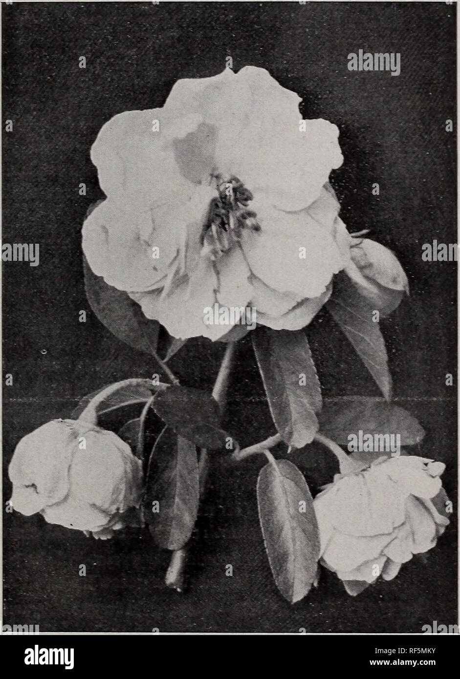 . General catalogue : fruit &amp; ornamental trees, shrubs, roses. Nursery stock New York (State) Geneva Catalogs; Fruit trees Seedlings Catalogs; Fruit Catalogs; Plants, Ornamental Catalogs; Trees Seedlings Catalogs; Shrubs Catalogs; Flowers Catalogs. DECIDUOUS TREES 45 habit of the birches, and having purple foliage combining favorably Avith the other birches. PYRAMIDAL (Fastigiata ;—In growth fastigiate, like the poplar, where a small column-shaped tree is needed, it is of value ; a vigorous and excellent grower, bark white. i YOUNG'S WEEPING BIRCH or ELEGANTISSIMA PENDULA—A variety of Alba Stock Photo