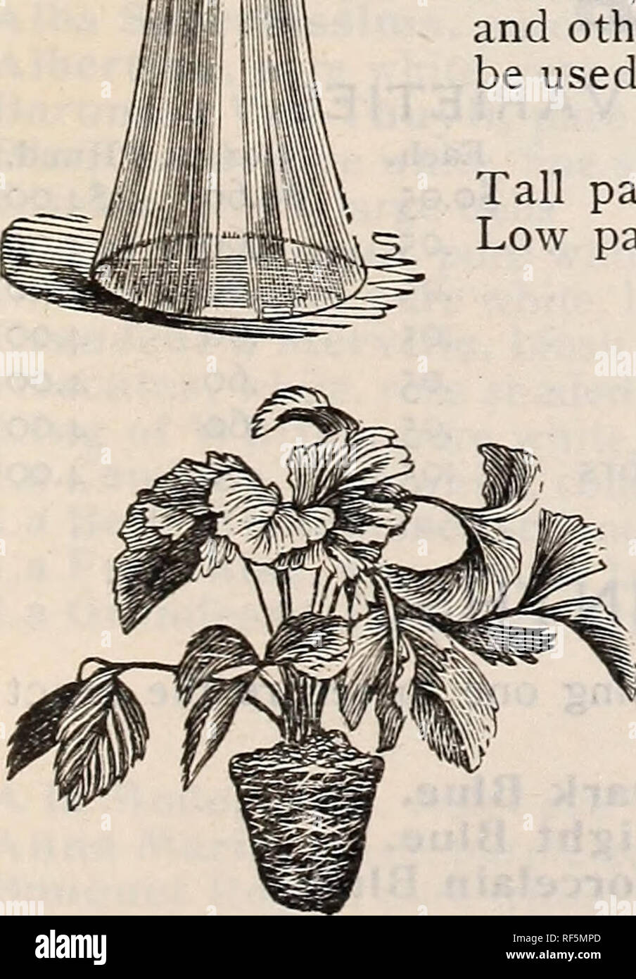 Autumn 1902 Bulbs Plants Etc Nurseries Horticulture Massachusetts Boston Catalogs Fruit Seedlings Catalogs Bulbs Plants Catalogs Flowers Seeds Catalogs Plants Ornamental Catalogs Gardening Equipment And Supplies Catalogs 1902 Postage