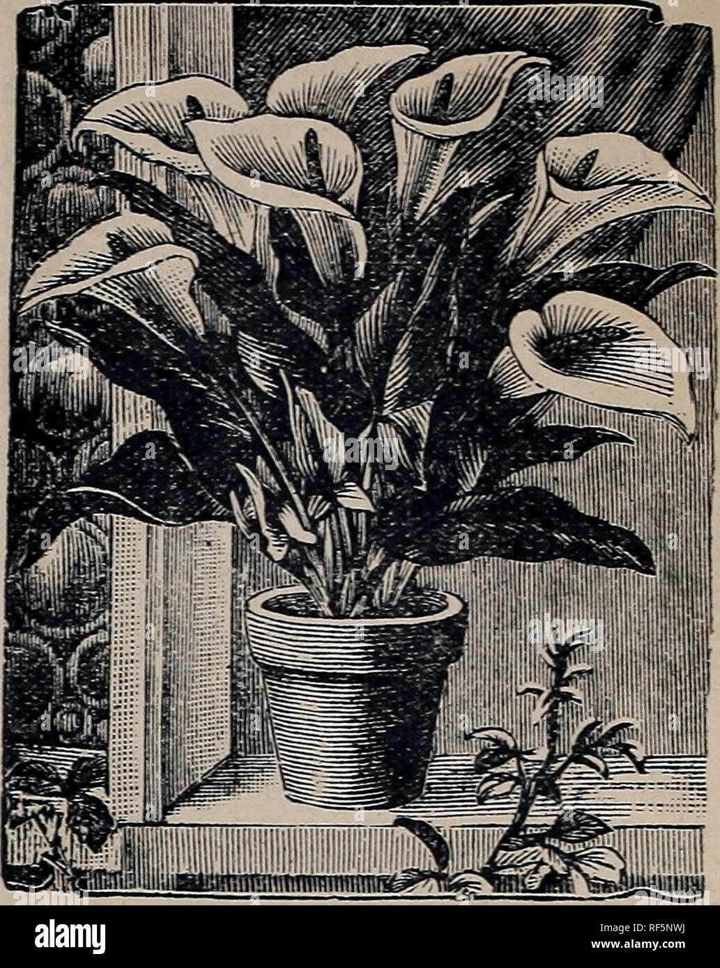 . Dutch bulbs for fall planting : fall wheat &amp;c. 1902. Nursery stock Ontario Toronto Catalogs; Flowers Seeds Catalogs; Plants, Ornamental Catalogs; Bulbs (Plants) Catalogs; Cereal grasses Catalogs. SPOTTED LEAF CALLA New Sweet Scented &quot;CALLA FRAGRANCE&quot; The Fragrance of Violets and Lilies. 269 In this we have not only a charming and useful flower produced in a profusion never before surpassed, if equalled, in a Calla, but also with a genuine, sweet, lasting fragrance all its own, yet similar to that of violets and lilies, which has never before been obtained in Callas. Flower is o Stock Photo