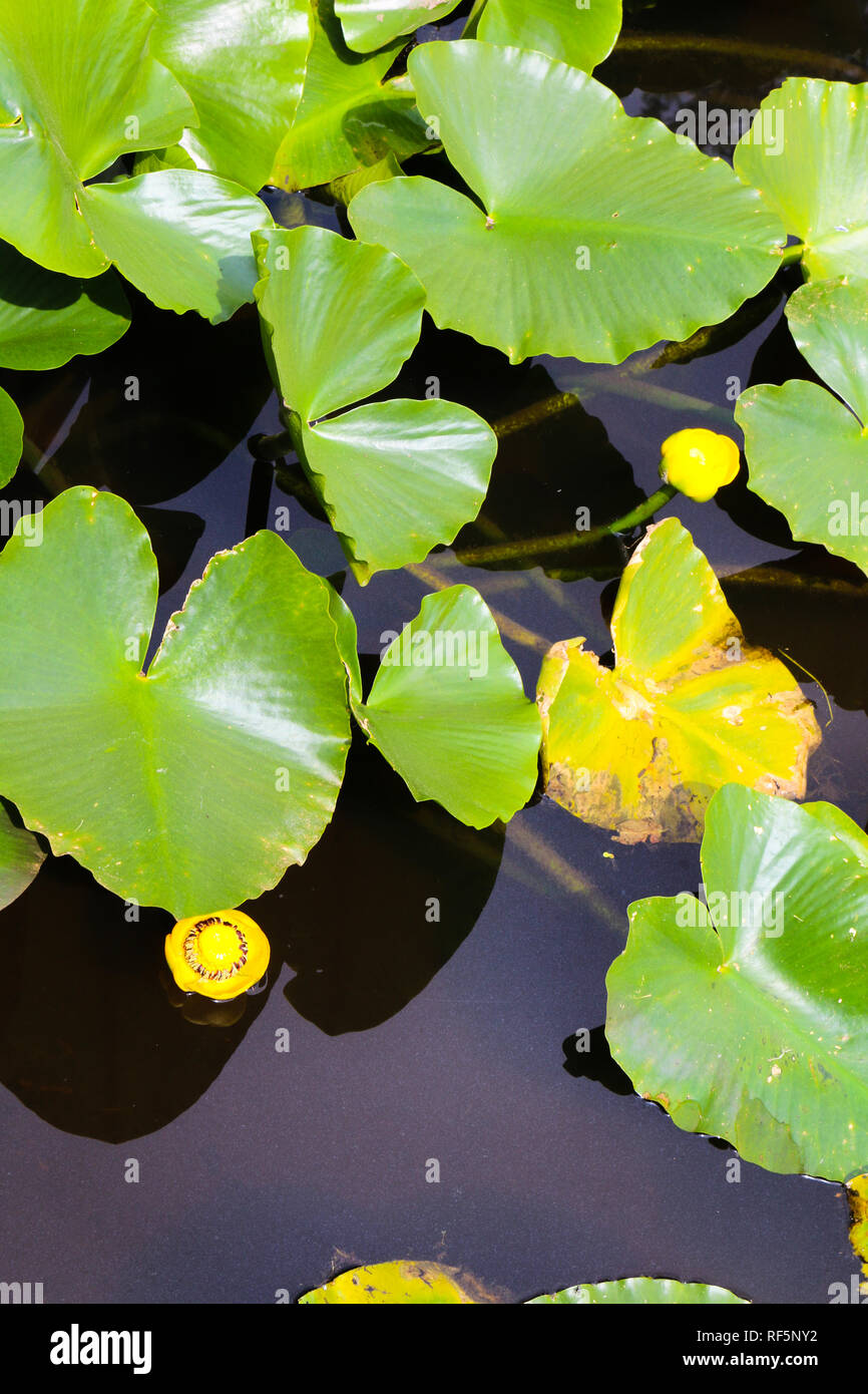 Lilly pads with large green leaves and yellow flowers on Coldwater Lake at Mt St Helens Volcanic National Park Observatory in Castle Rock, Washington Stock Photo