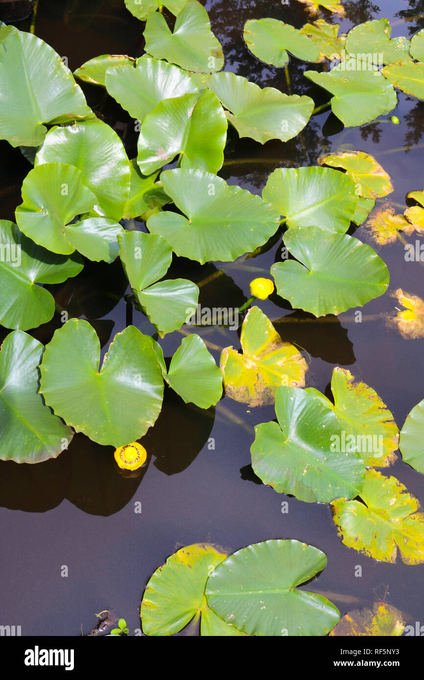 Lilly pads with large green leaves and yellow flowers on Coldwater Lake at Mt St Helens Volcanic National Park Observatory in Castle Rock, Washington Stock Photo
