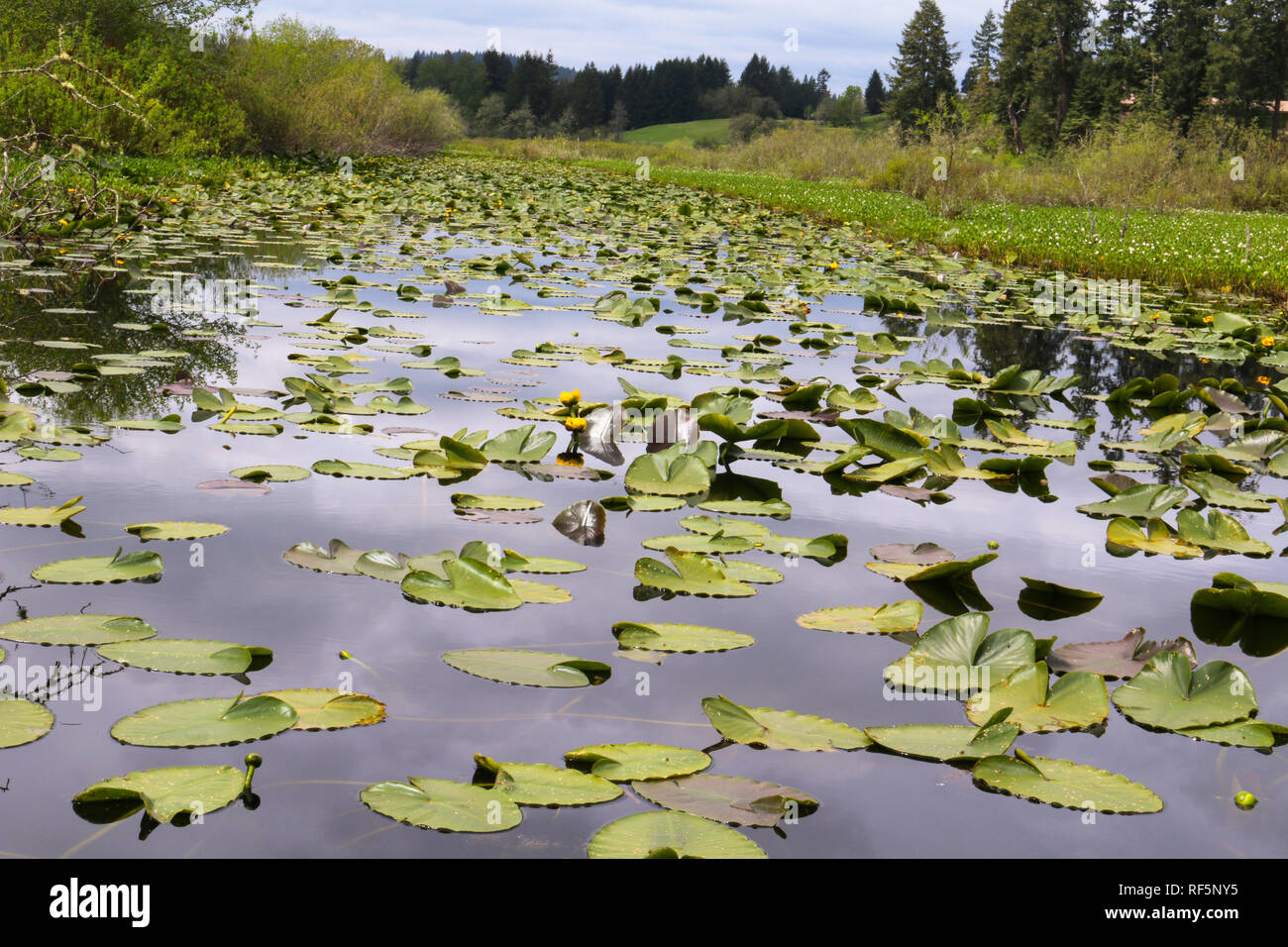 lily pads with yellow flowers on Coldwater Lake in Castlerock Washington and a view of rolling hills in the background Stock Photo