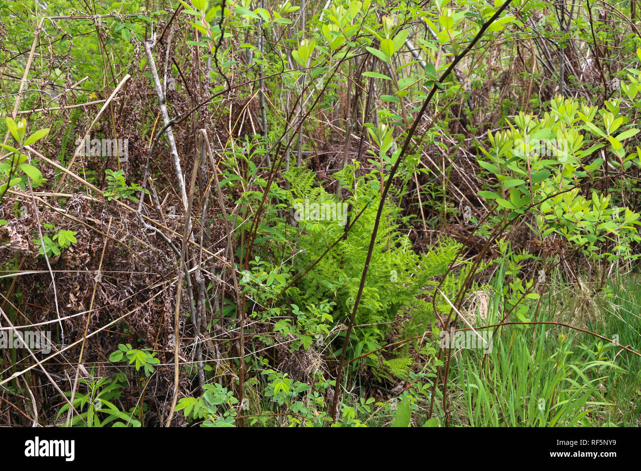 foliage and brush with grass, ferns and dried leaves at coldwater lake near the 230A Mt St Helens Volcanic Observatory trail and scenic view in the Gi Stock Photo