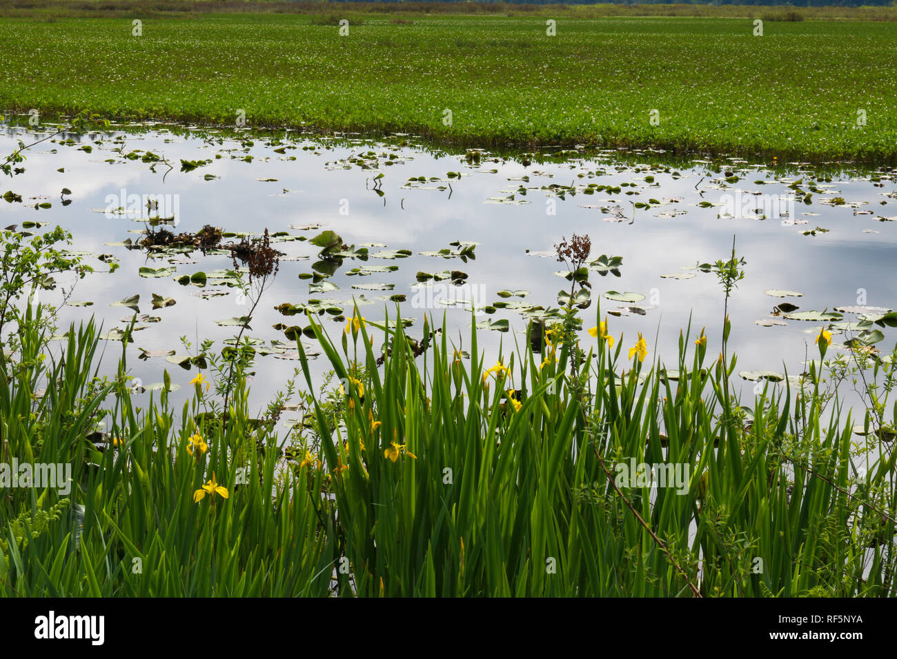 row of dafodils in foreground of lily pads on Coldwater Lake in Castlerock Washington Stock Photo