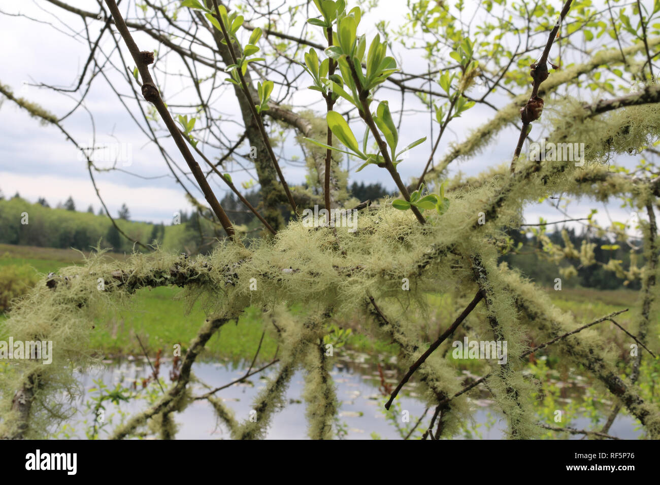 Mossy tree branch in the pacific northwest with a lake and green hills in soft focus in the background Stock Photo