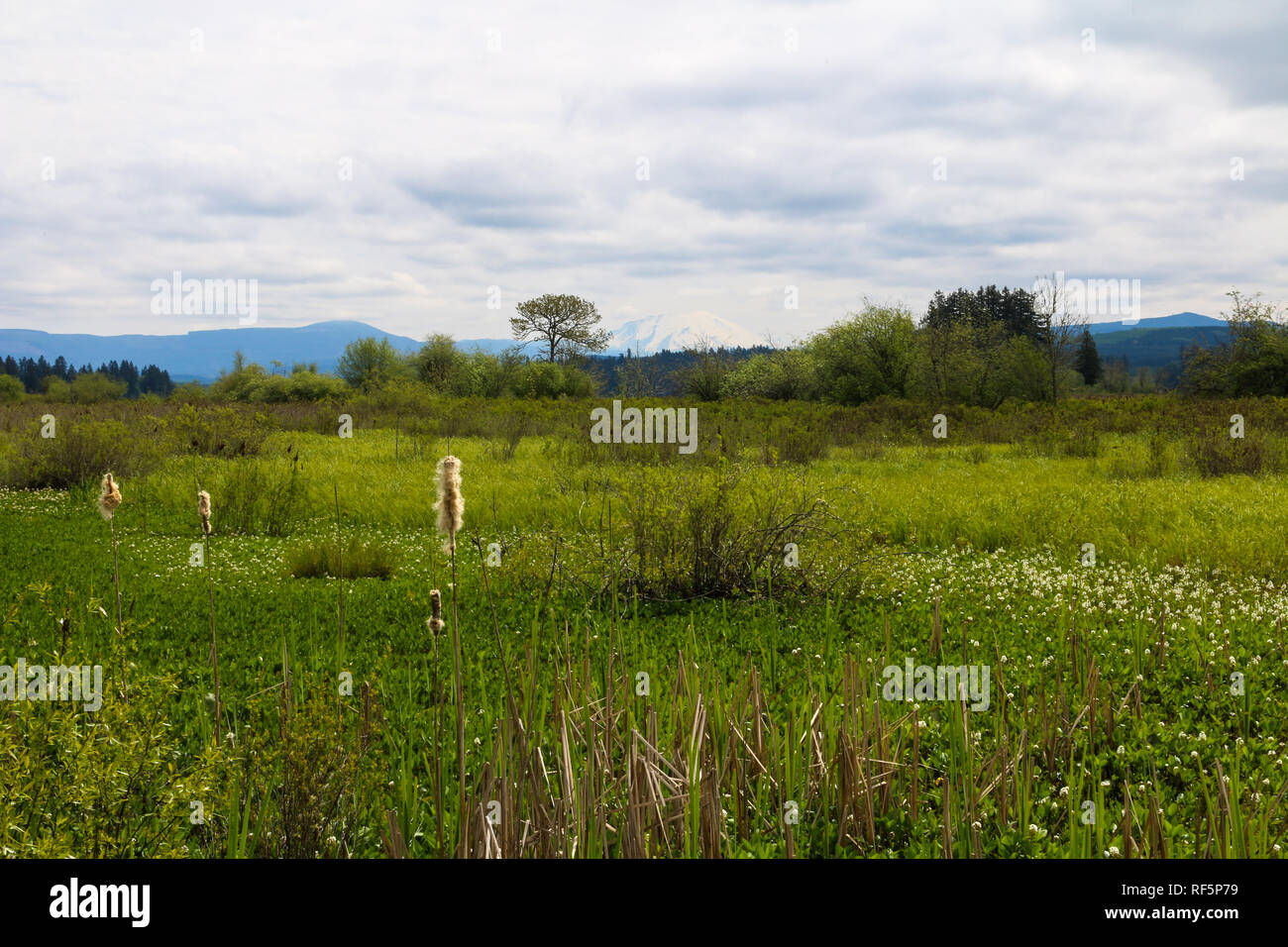 Mount St Helens National Volcanic Monument Coldwater Lake grassy area dense with overgrowth Stock Photo