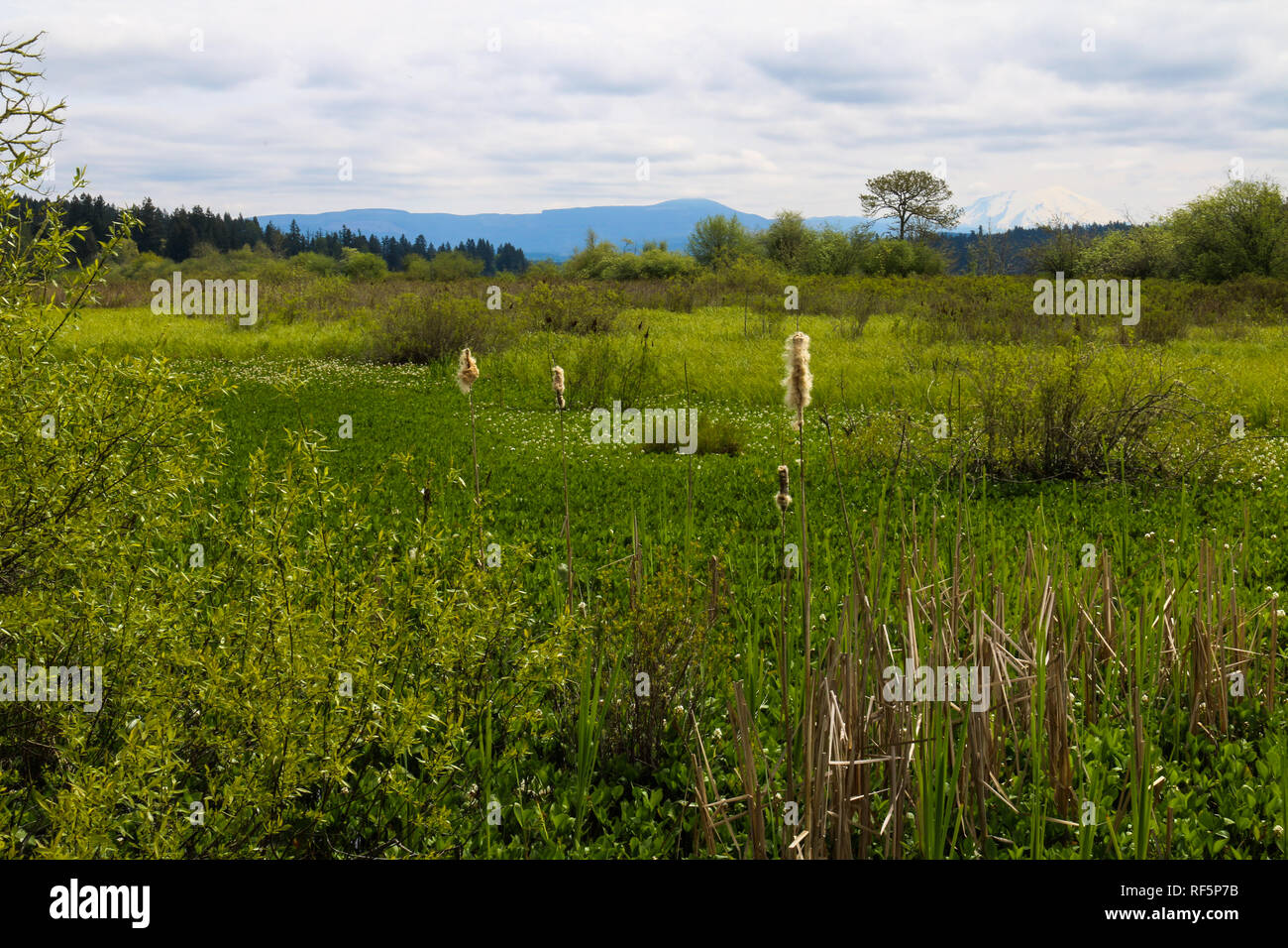 Mount St Helens National Volcanic Monument Coldwater Lake grassy area dense with overgrowth Stock Photo