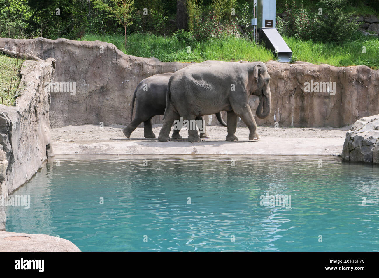 pair of Asian elephants walking at the Portland Zoo Stock Photo