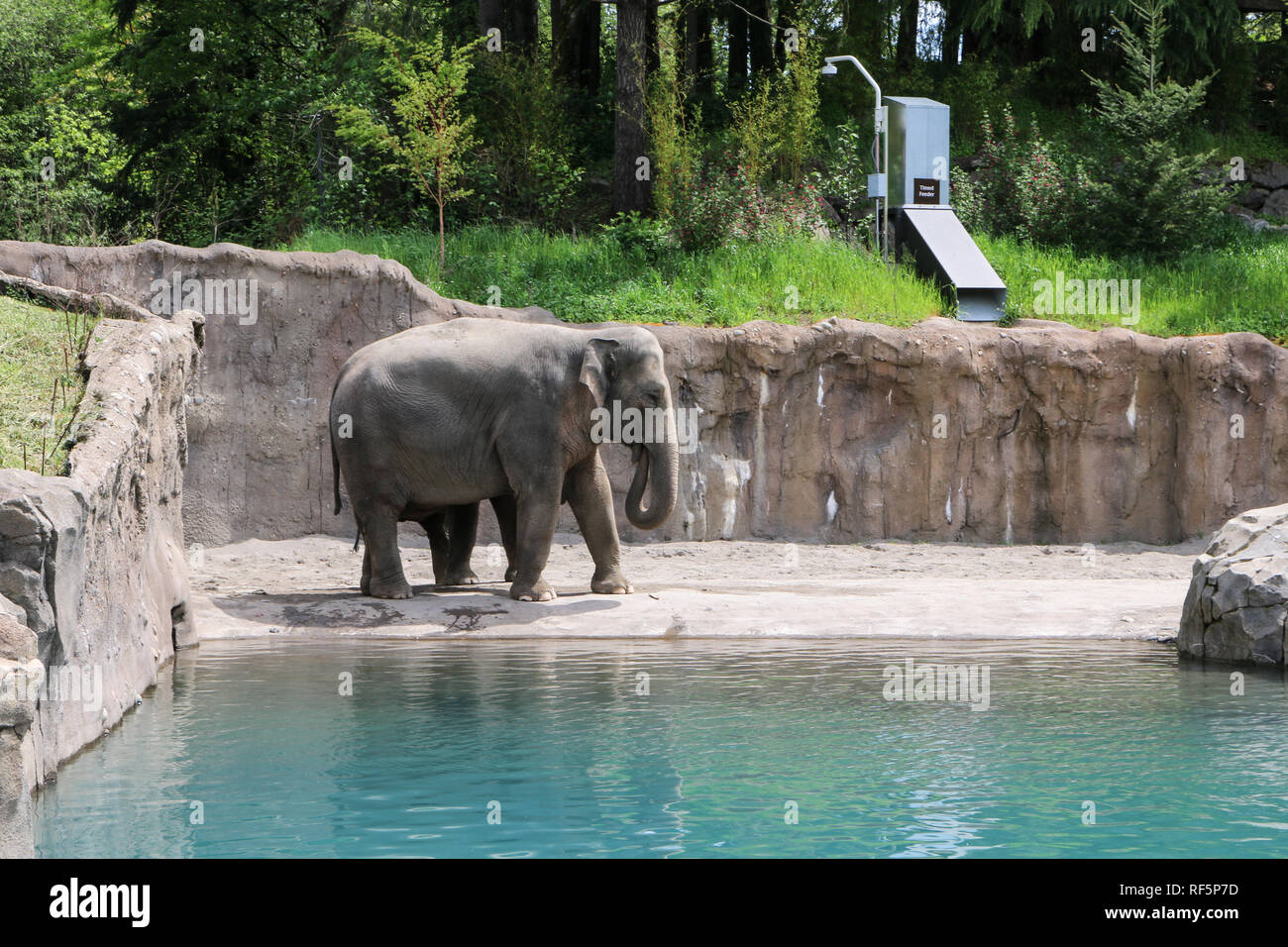 mother elephant with baby elephant hiding behind her at the Portland Zoo Stock Photo