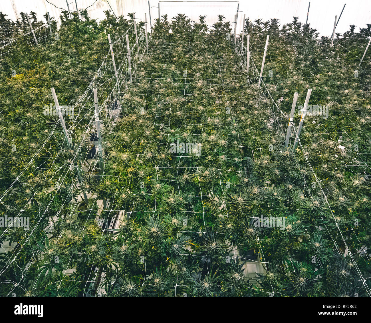 My Image 31