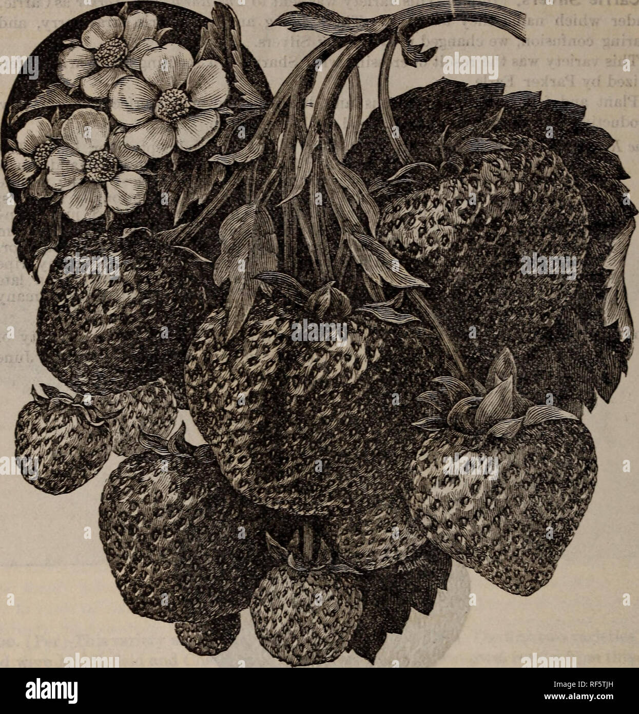 . Spring 1902 illustrated descriptive catalogue. Nurseries (Horticulture) New Jersey Hightstown Catalogs; Nursery stock New Jersey Catalogs; Fruit Catalogs; Fruit trees Seedlings Catalogs; Nut trees Catalogs; Flowers Catalogs; Grapes Catalogs; Trees Seedlings Catalogs. 8 JOSEPH H. BLACK, SON*& CO.,. " Stella.'' A Pedigree Seedling Strawberry. Stella. (Imp. )-A seedling of Bubach and Sharpless was crossed with Gandy. All of these varieties are exceptionally large berries, but Stella surpasses them all in this respect and combines with size the exceptional vigor and health of the plant Stock Photo