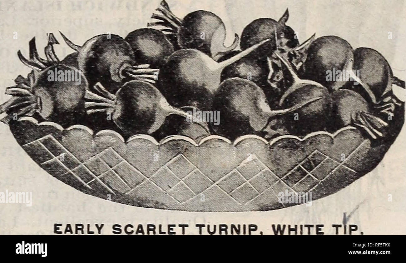 . Good seeds at fair prices. Nursery stock Minnesota Minneapolis Catalogs; Vegetables Seeds Catalogs; Flowers Seeds Catalogs; Gardening Equipment and supplies Catalogs. EARLY FRENCH BREAKFAST should used. not be. EARLY SCARLET TURNIP, WHITE NEW TRIUMPH RADISH. This is a decidedly unique novelty in Radishes. It is very early, maturing about 20 days from the time of sowing. It is of globe shape, the tops are short, which make it valuable for growing under glass. The flesh is very crisp, solid and of mild flavor. Its most distinctive feature is the unique color cf roots, which is entirely differe Stock Photo