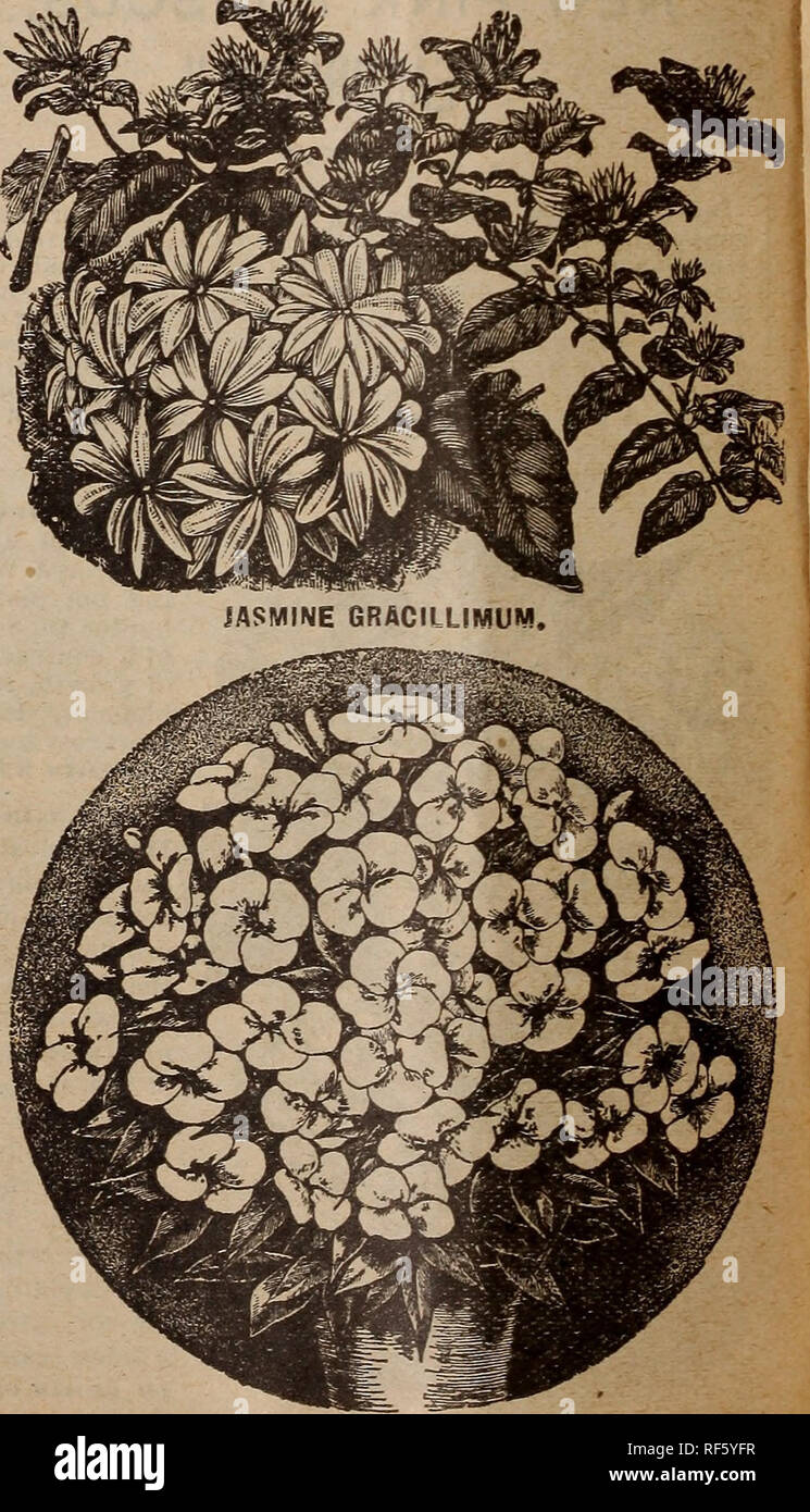 . 1902 Illustrated catalogue : beautiful flowers and seeds that grow for every home. Nursery stock Ohio Catalogs; Flowers Seeds Catalogs; Bulbs (Plants) Catalogs; Plants, Ornamental Catalogs; Vegetables Seeds Catalogs. SOUVENIR DE BONNE. LINUM TRIGYNUM. A Winter-blooming plant of ereat beauty, producing in the greatest ])rofusion very large, showy blooms oi a bright yellow color. A com- vlete mass of bloom for a long time during Winter. One of the most beautiful Winter bloomers it is possible to have. Flowers about the size of a Morning Glory. Small plnnts bloom profusely, and become more beau Stock Photo