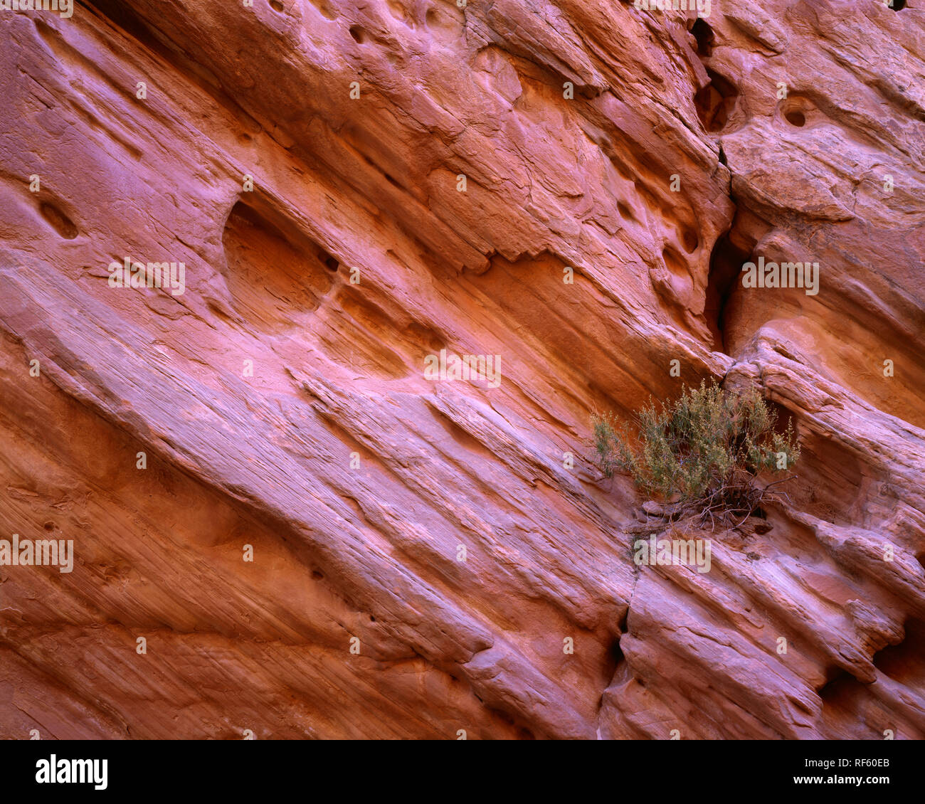 USA, Utah, San Rafael Reef, Water erosion of Wingate and Kayenta Sandstone has formed depressions in walls of Little Wild Horse Canyon. Stock Photo