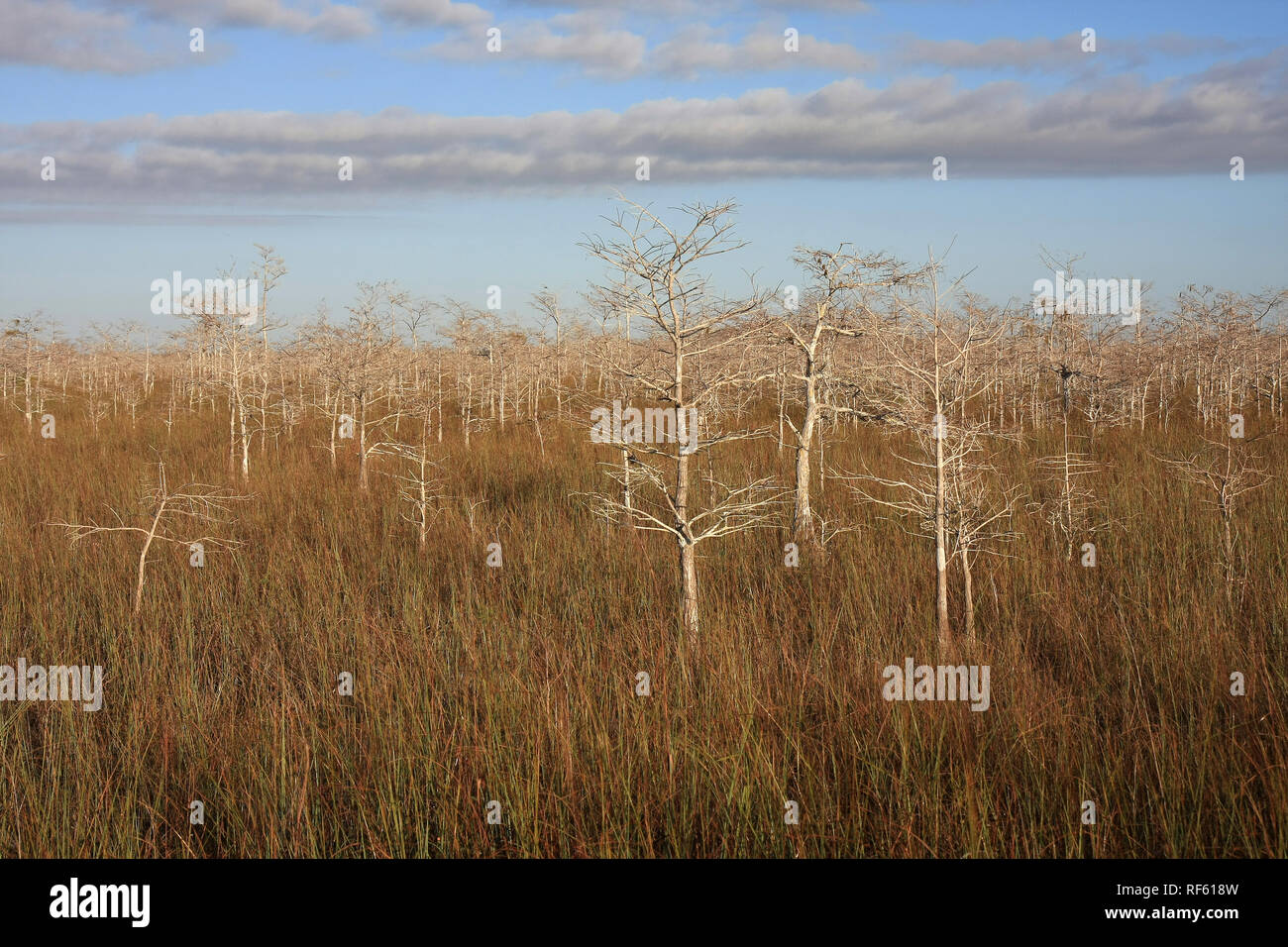 Dwarf Cypress Trees the sawgrass prairie of Everglades National Park