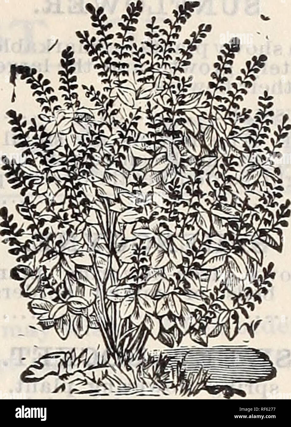 . Kendall & Whitney's illustrated and descriptive catalogue of garden