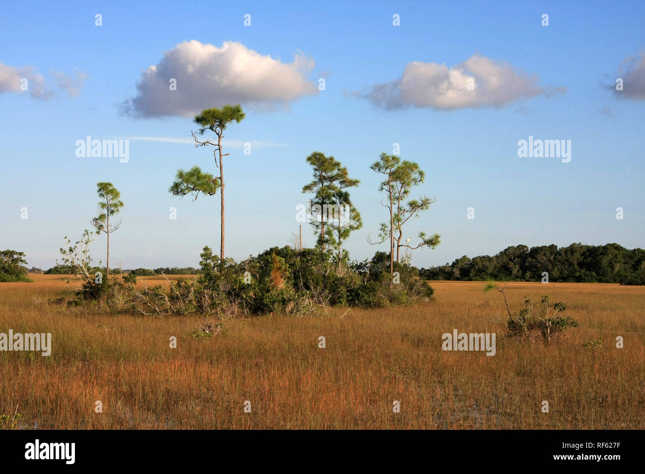 Pine Trees in the Sawgrass Prairie of Everglades National Park, Florida
