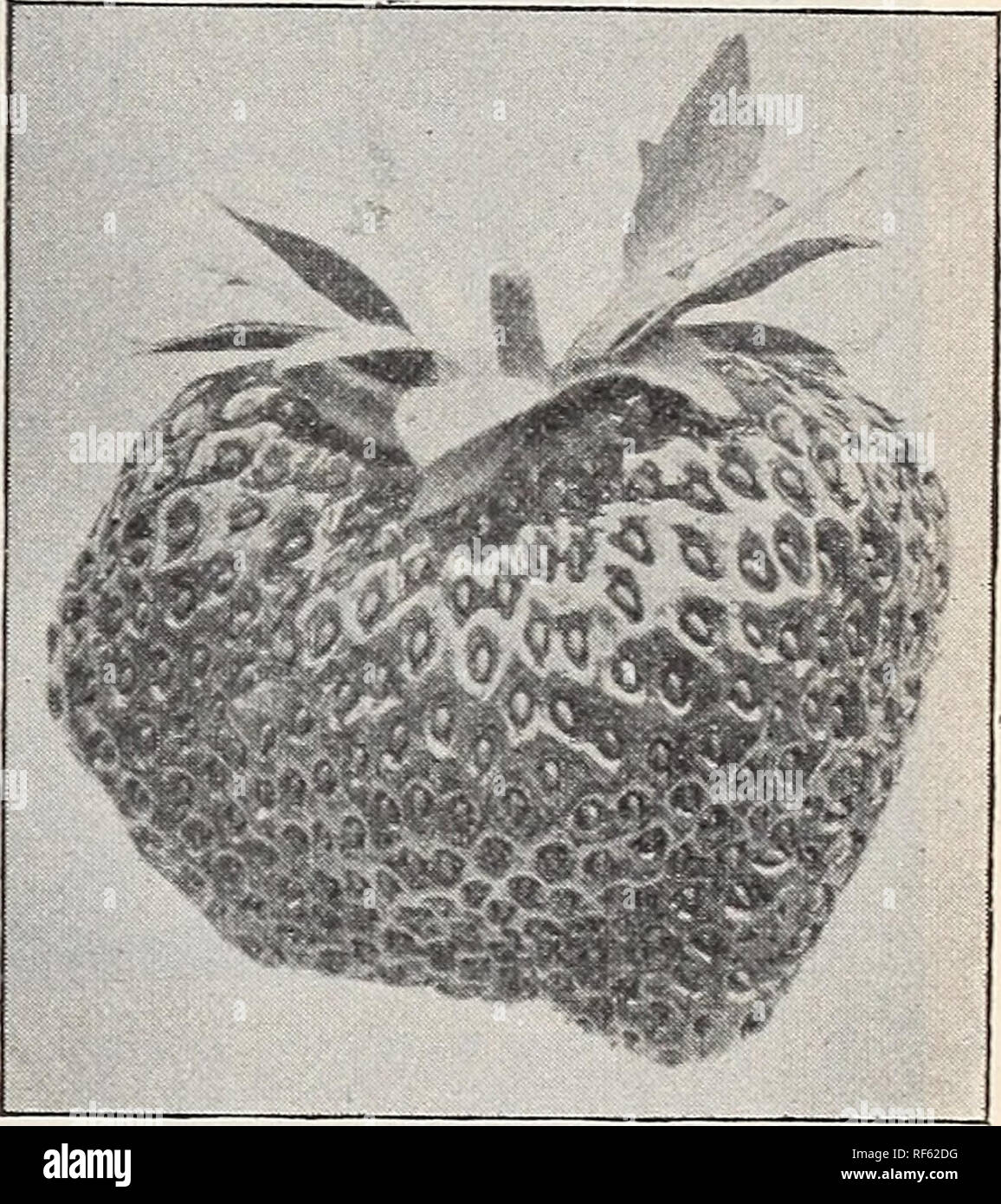 . Landreths' seed catalogue. Nursery stock Pennsylvania Philadelphia Catalogs; Vegetables Seeds Catalogs; Plants, Ornamental Catalogs; Flowers Seeds Catalogs; Fruit Catalogs. Nick Ohmer. NICK OHMER.—A new and A-ery promising variety. Thoroughly tested by the'leading StraAvberry groAvers, Avho are enthusiastic in its praise. The plant is a large, strong groAver, sending out an abundance of runners, and probably~riot surpassed in health, vigor and productiveness by any other A'ariety. Fruit of large size, uniform and a rich, glossy crimson", firm and excellent in quality. We also recommend Stock Photo