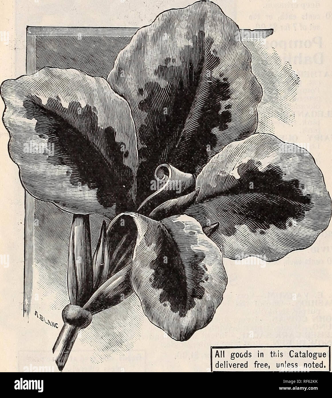 . Landreths' seed catalogue. Nursery stock Pennsylvania Philadelphia Catalogs; Vegetables Seeds Catalogs; Plants, Ornamental Catalogs; Flowers Seeds Catalogs; Fruit Catalogs. Cannas. â¢ The Cannas are growing in favor every year as bedding plants, in fact a yard hardly seems rightly planted without some of tliese gorgeous flowers. A tine effect &quot;can be made by i)lacing a row in front of the porch. Set plants about 18 inches apart. NEW ORCHID=FLOWERED. ALEMANNIA.âVery large flowers ; upper petals salmon, with broad border and markings of golden yellow ; lo^^â er jietals dark .salmon, yello Stock Photo