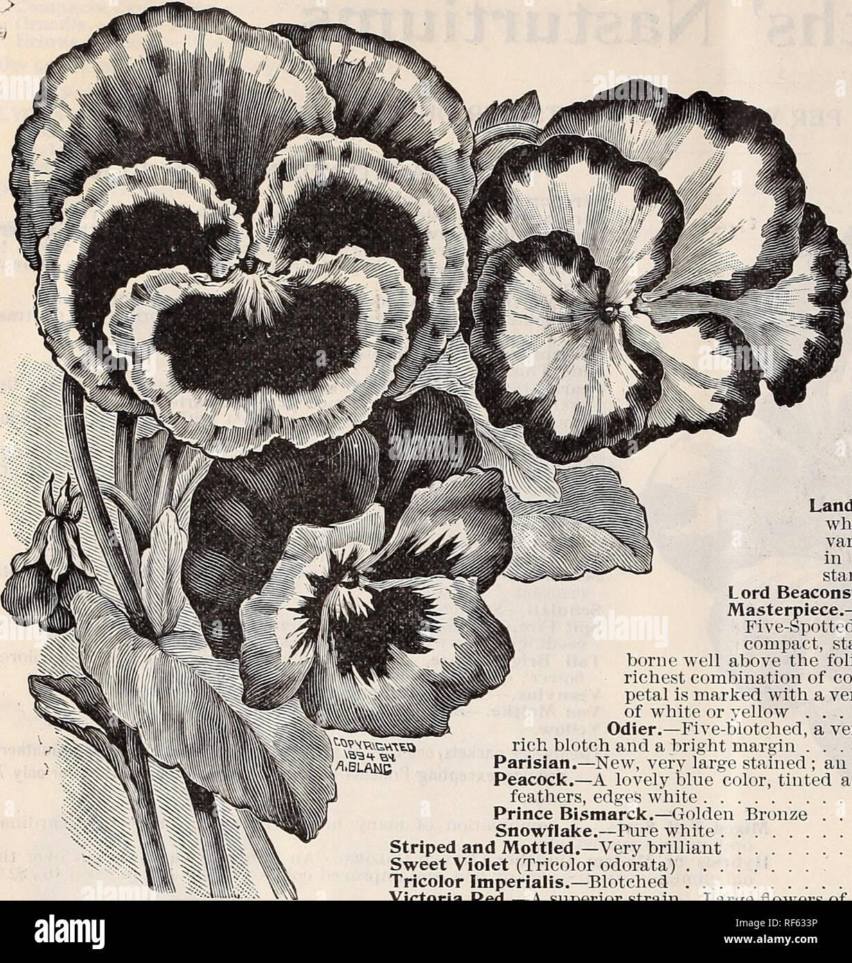 . Landreths' seed catalogue. Nursery stock Pennsylvania Philadelphia Catalogs; Vegetables Seeds Catalogs; Plants, Ornamental Catalogs; Flowers Seeds Catalogs; Fruit Catalogs. Pansies. Viola tricolor, popularly known by the names of Pansy and Johnny-Jump-up, is a half-hardy perennial, a favorite with all. Flowers of every conceivable combination of beautiful colors and also separate and distinctly marked. Sow out of doors in the Fall, under glass during Winter or very early in the Spring. Alba.—White 10 Aurea.—Large yellow 5 Bugnot.—Noted for their very large flowers and beautiful coloring. The Stock Photo