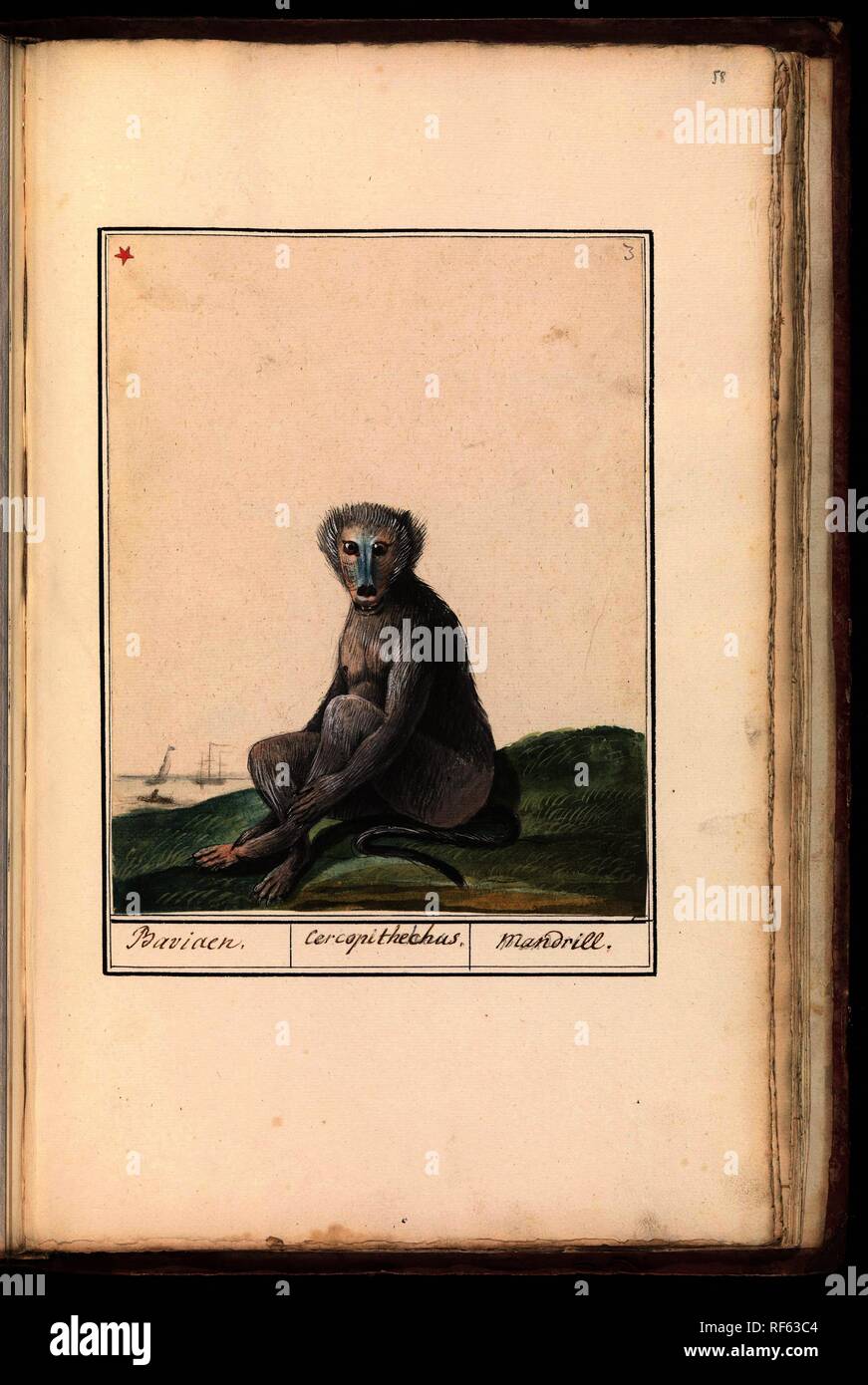 Mandril (Mandrillus sphinx). Baviaen. / Cercopithechus. / Mandrill (title on object). Draughtsman: anonymous. Dating: 1790 - 1814. Place: Southern Netherlands. Measurements: h 241 mm × w 189 mm. Museum: Rijksmuseum, Amsterdam. Stock Photo