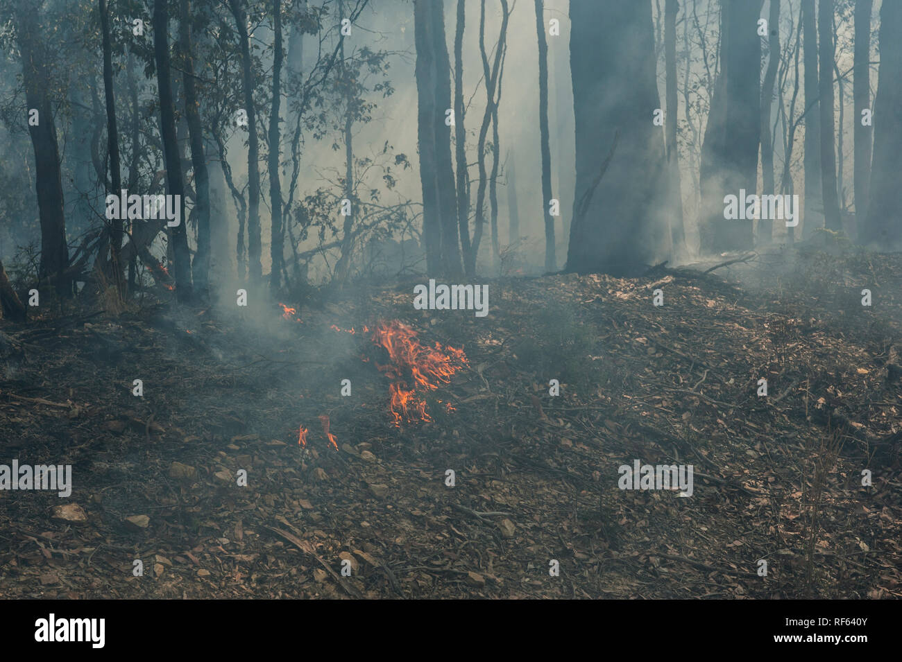 Back burning for bush fire prevention, Australian bushfire Stock Photo