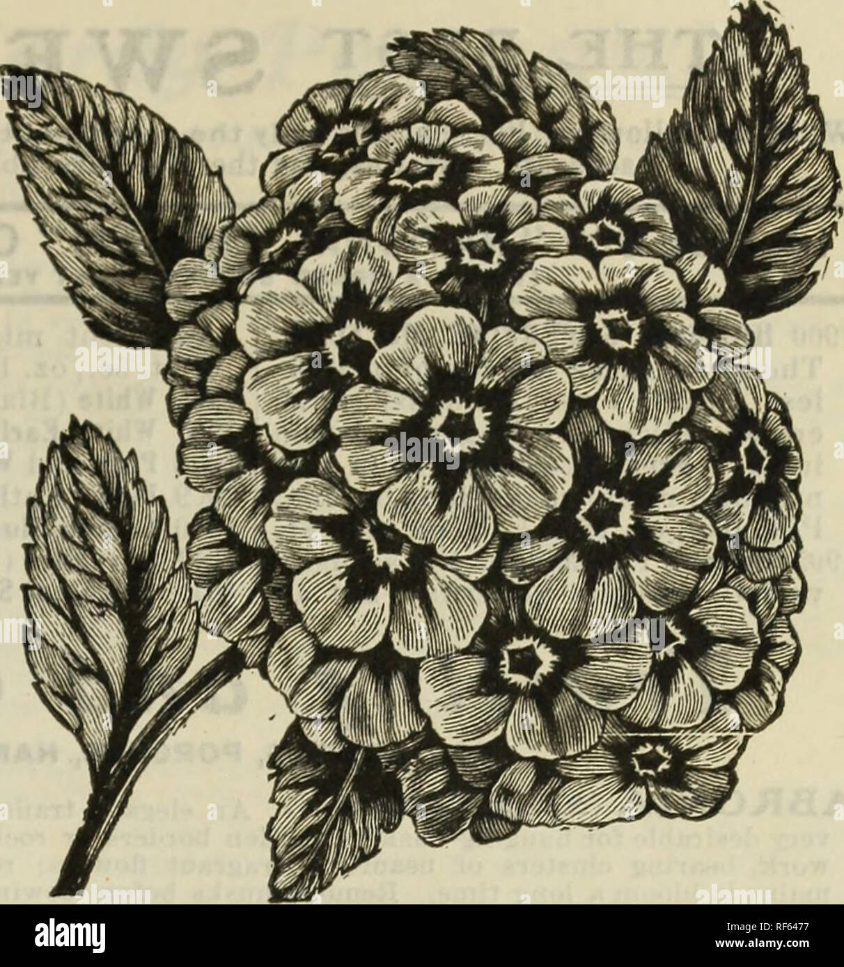 Vinca culture hires stock photography and images Alamy