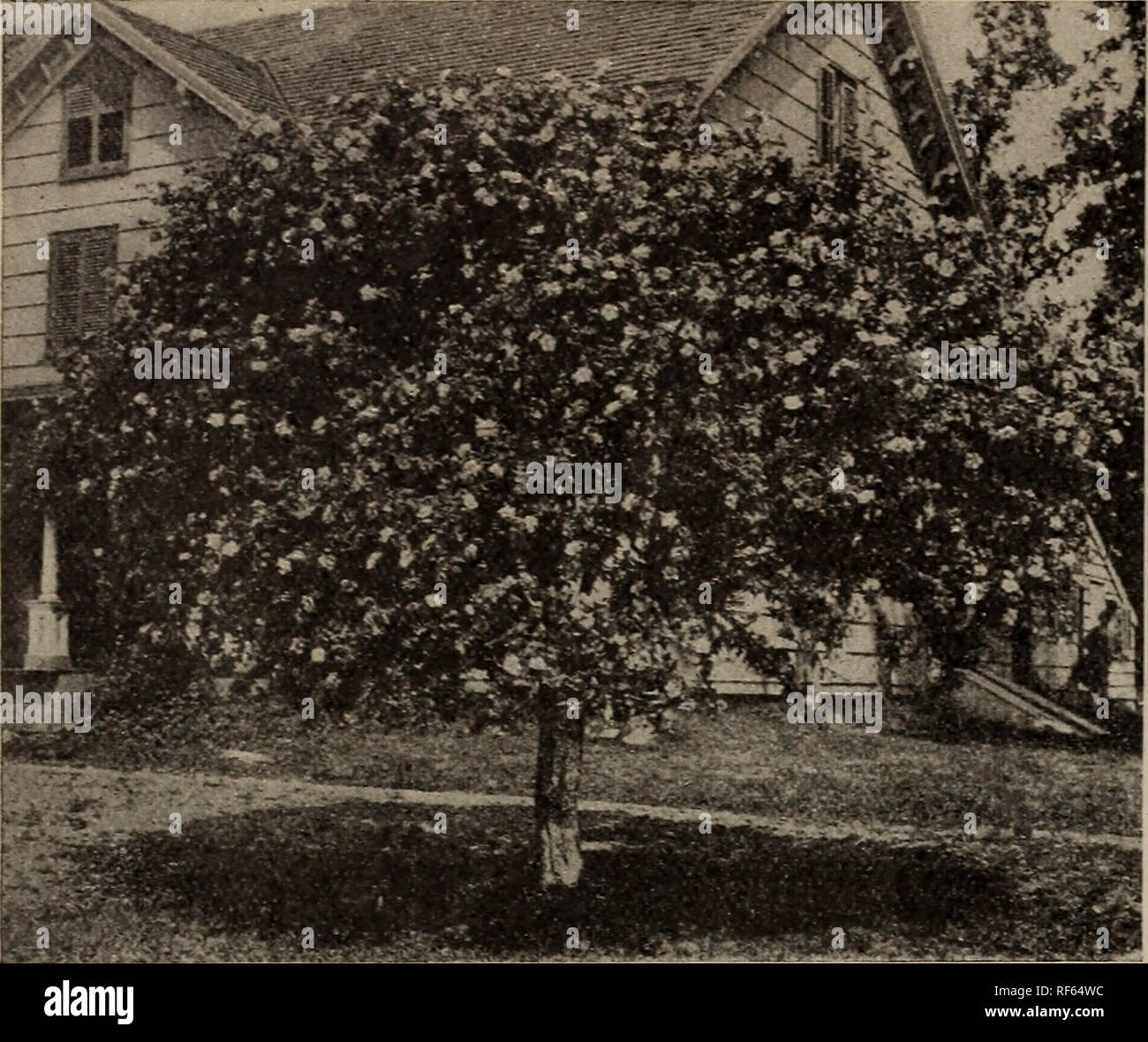 . Trees for Long Island. Nursery stock New York (State) Westbury (Nassau County) Catalogs