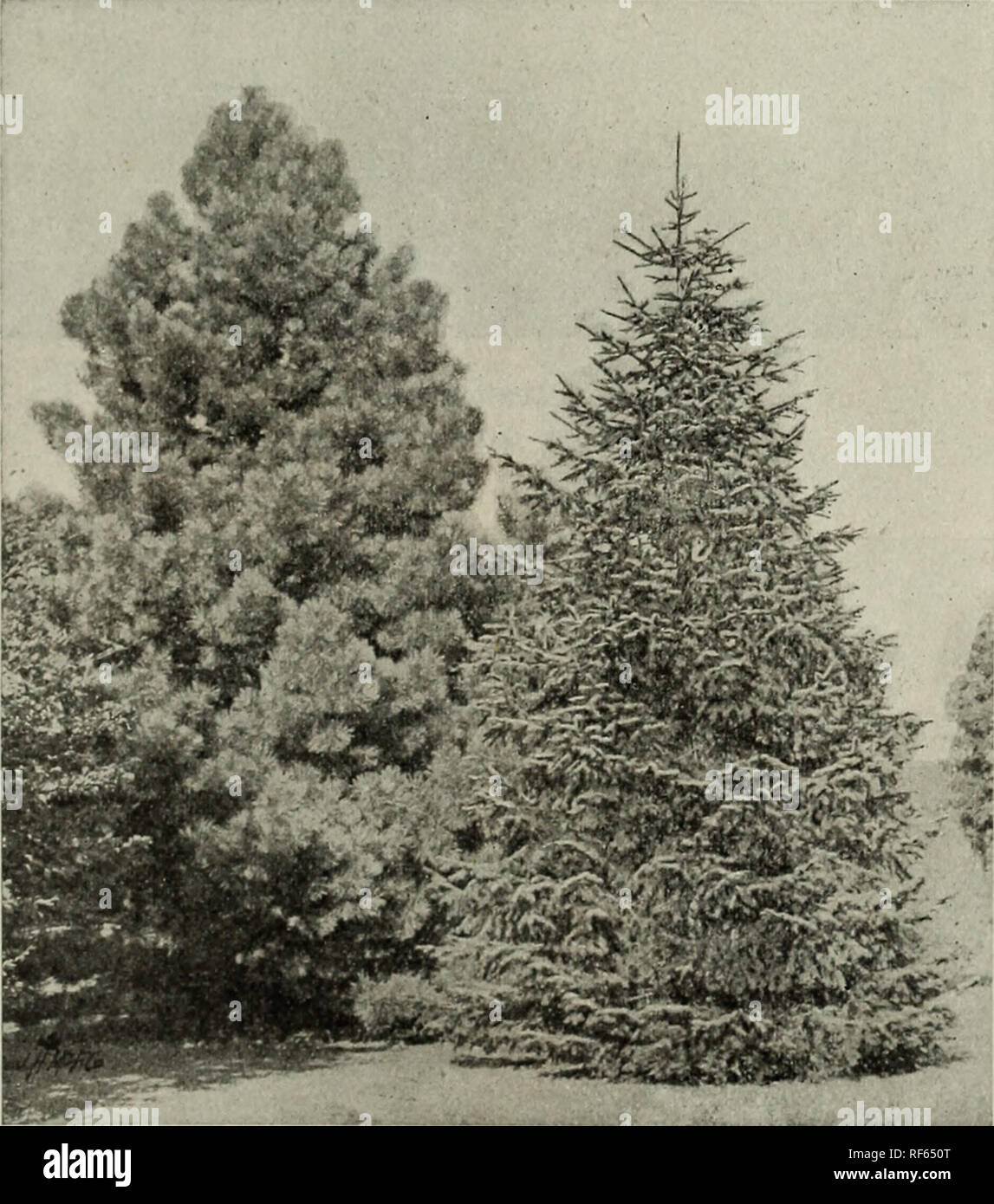 . Trees for Long Island. Nursery stock New York (State) Westbury (Nassau County) Catalogs; Nurseries (Horticulture) New York (State) Westbury (Nassau County) Catalogs; Fruit Seedlings Catalogs; Trees Seedlings Catalogs; Ornamental shrubs Catalogs; Flowers Catalogs. 'yyESTBURY NURSERIES Evergreen Trees 15 EVERGREENS. The selection of Evergreens is usually attended with some difficulty and confusion. To obviate this, we have endeavored to state the cliaracter and limitations of the best varieties. We are testing all the hardy species that can be procured, and if our customers desire any that are Stock Photo