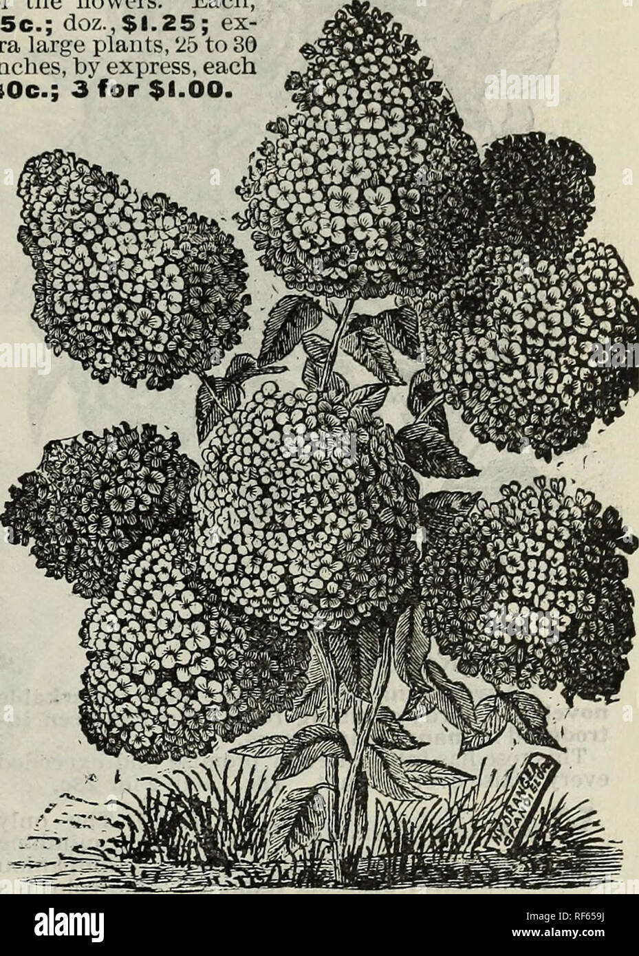 . Seeds, plants, bulbs, fruits. Nursery stock New York (State) Catalogs; Flowers Seeds Catalogs; Plants, Ornamental Catalogs. BUDDLEIA VARIABILIS (Chinese Lilac). It is a hardy shrub, growing three to four feet high, its gracefully arcliing branches covered with a woolly bloom. The leaves are bright green above, velvet white underneath, effectively undulated. The contrast of white-and green produces a highly decorative effect. The very numerous branches are terminated by racemes of flowers, frequently twelve inches in length, and torne in such quantities as to cover the entire bush. The colori Stock Photo