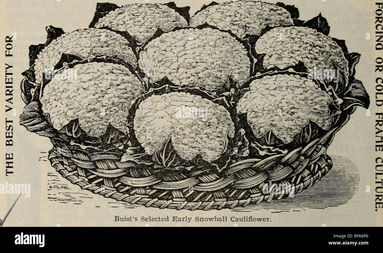. Buist's garden guide and almanac : 1902. Nursery stock Pennsylvania Philadelphia Catalogs; Vegetables Seeds Catalogs; Flowers Seeds Catalogs. 58 BUIST'S GARDEN GUIDE. CAULIFLOWER. The Cauliflower is considered the most delicate of the entire class of vegetables, and is much sought after in all markets of the world; its cultivation is not generally understood, even by some of our most intelligent growers. Our Philadelphia markets have always been famous for the display of beautiful vegetables, grown by our gardeners; but, strange to say, they can rarely produce a first-class Cauliflower of th Stock Photo