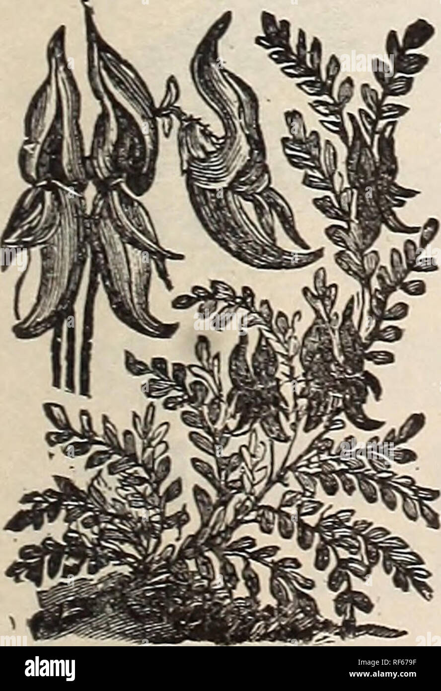 . 1902 catalogue : Platt's flower and vegetable seeds. Nursery stock Connecticut New Haven Catalogs; Vegetables Seeds Catalogs; Flowers Seeds Catalogs; Plants, Ornamental Catalogs; Gardening Equipment and supplies Catalogs; Commercial catalogs Connecticut New Haven. Clarkia. Cineraria.. Clianthus Dampieri. GLIANTHUS. {Australian Glory Pea.) Magnificent plants which should be grown in light, rich soil. A shrubby, tend- er greenhouse perennial. Dampieri. Flowers in clusters, pea-shap- ed ; four to six inches in length ; of bril- liant scarlet. Price per pkt., loc. GOBOEA. A beautiful rapid-growi Stock Photo