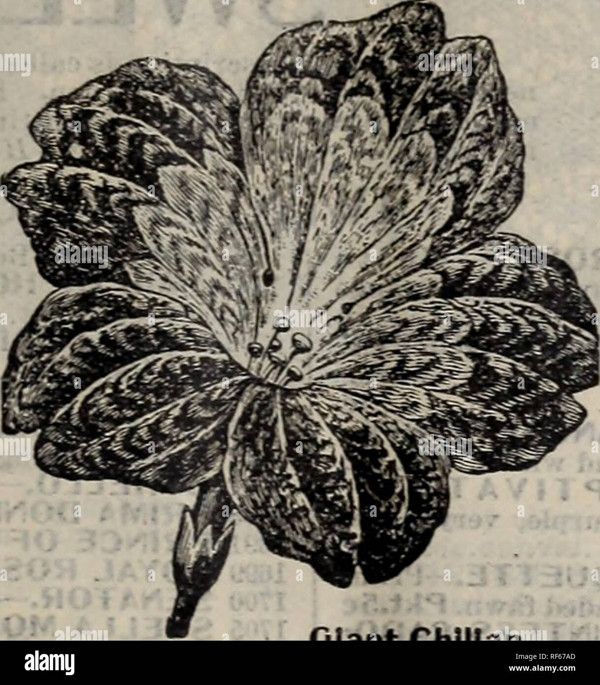 . Rennie's 1902. Nursery stock Ontario Catalogs; Seeds Catalogs; Vegetables Seeds Catalogs; Flowers Seeds Catalogs; Gardening Equipment and supplies Catalogs; Bulbs (Plants) Catalogs; Bee culture Equipment and supplies Catalogs. SCHIZANTHUS. (Butterfly Flower).—For greenhouse and garden. Half-hardy annual. 1625 Pinnatus.—Rosy purple, spotted. .5c SEDUM. (Stone Crop.)—Grows freely on rock or rustic work, etc. Hardy annual. 1627 C o e r u I e u m.— Blue 5c Sensitive Plant.—See &quot; Mimosa Pudica.&quot;. Please note that these images are extracted from scanned page images that may have been dig Stock Photo