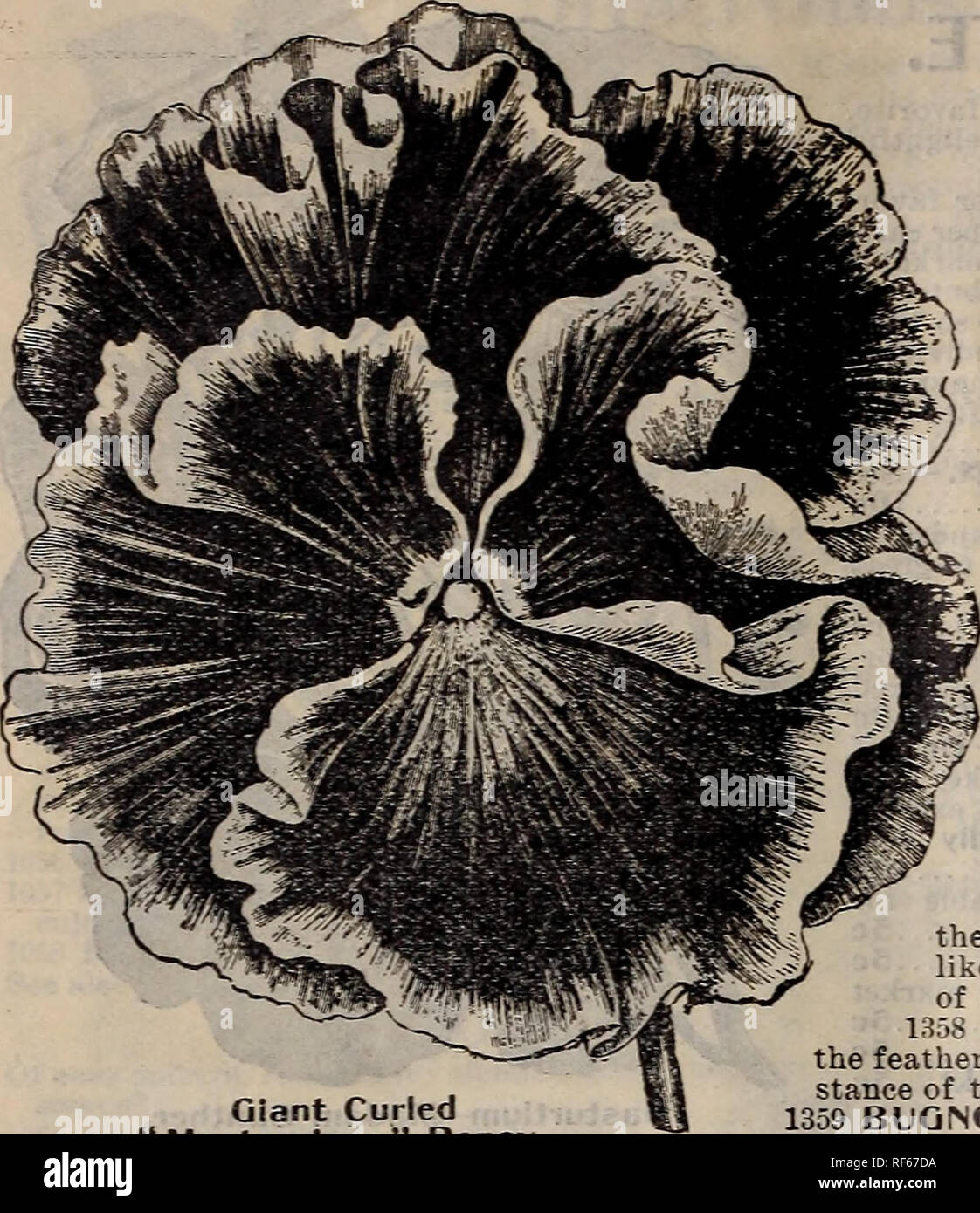 . Rennie's 1902. Nursery stock Ontario Catalogs; Seeds Catalogs; Vegetables Seeds Catalogs; Flowers Seeds Catalogs; Gardening Equipment and supplies Catalogs; Bulbs (Plants) Catalogs; Bee culture Equipment and supplies Catalogs. 60 WILLIAM RENNIE, TORONTO, CANADA.. PANSIES. Giant Curled &quot; Masterpiece &quot; Pansy. INICOTIANA. 1259 AFFINIS (Sweet-Scented Tobacco Plant.) —Large, pure -white flowers -which expand fully in the morning and evening, emitting a delicious fragrance. If cut and potted will hlooni all -winter oc 1260 Giant Red Flowering. — Suitable for the lawn, flowers dark red, l Stock Photo