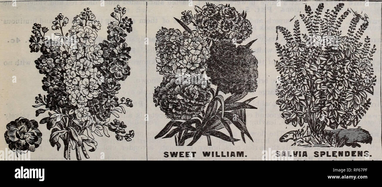 . Garden annual 1902. Nursery stock New York (State) Catalogs; Flowers Catalogs; Plants, Ornamental Catalogs; Bulbs (Plants) Catalogs. Shirley Poppy,. STOCKS TEN WEEKS. The most popular of German flowers ; noted for their fragrance and range of color from snow white to dark maroon brown. Early Ten Wee^s. Twelve flnest colors, mixed, Pkt. 3c. Early Ten Weeks. Pure white. Pkt 3c. Ten Weeks. Crimson. Pkt. 3c. Giant Perfection, Mixed. Long spikes of large double flowers. Pkt. 3 c SWEET WILLIAM. The favorite flower of our grandmothers. One of the best edging plants for the border, bearing in early  Stock Photo