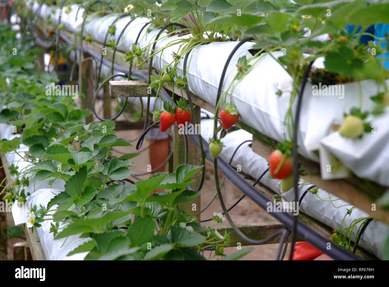 strawberry in strawberry garden Stock Photo - Alamy