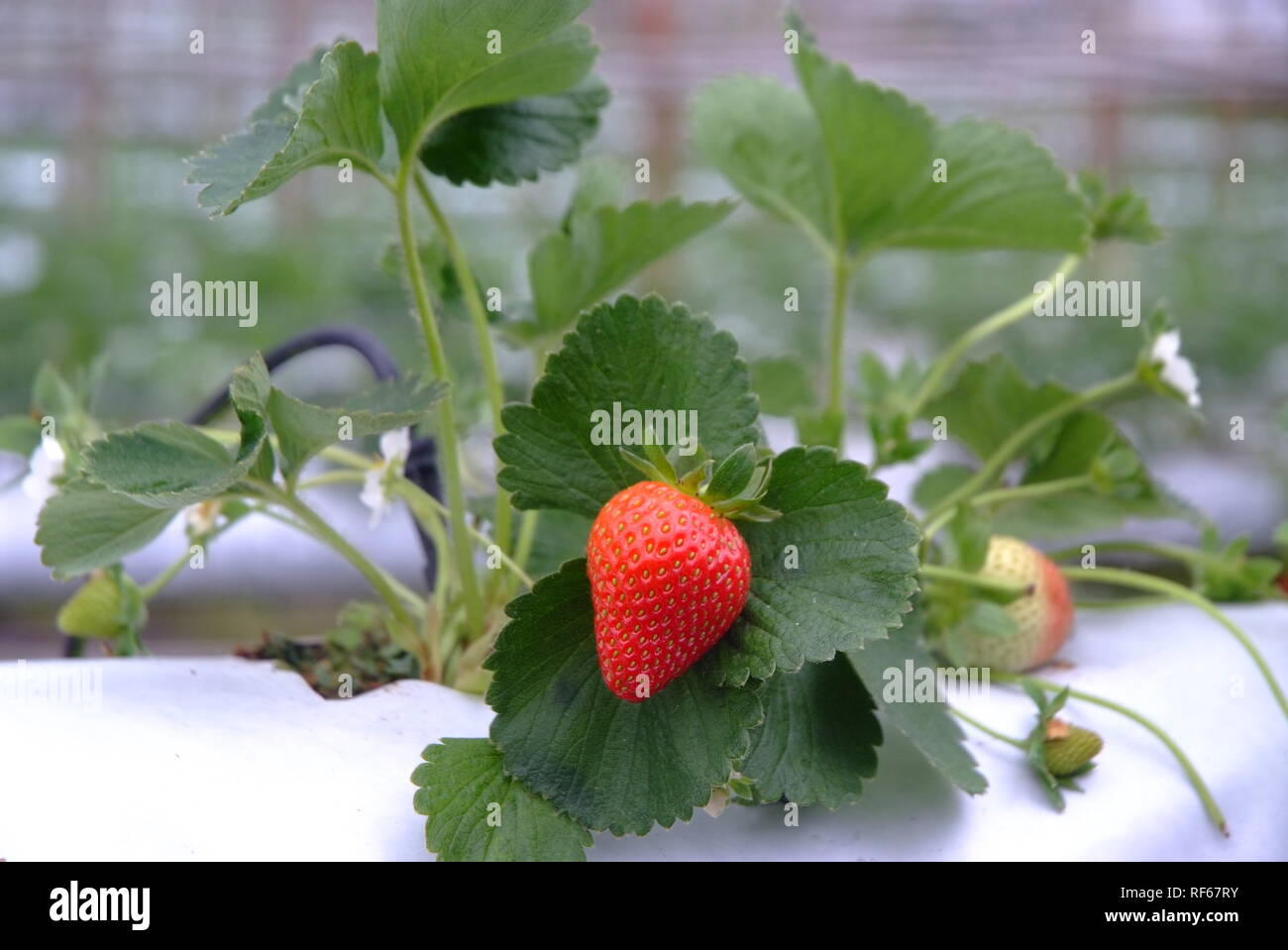 strawberry in strawberry garden Stock Photo - Alamy