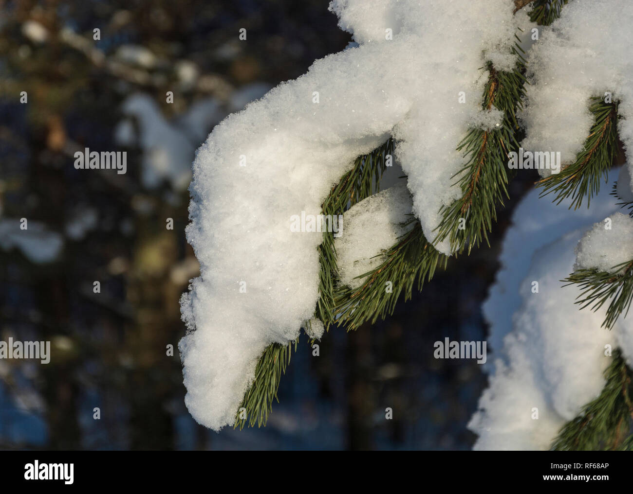 Close up shot branch snow hi-res stock photography and images - Alamy