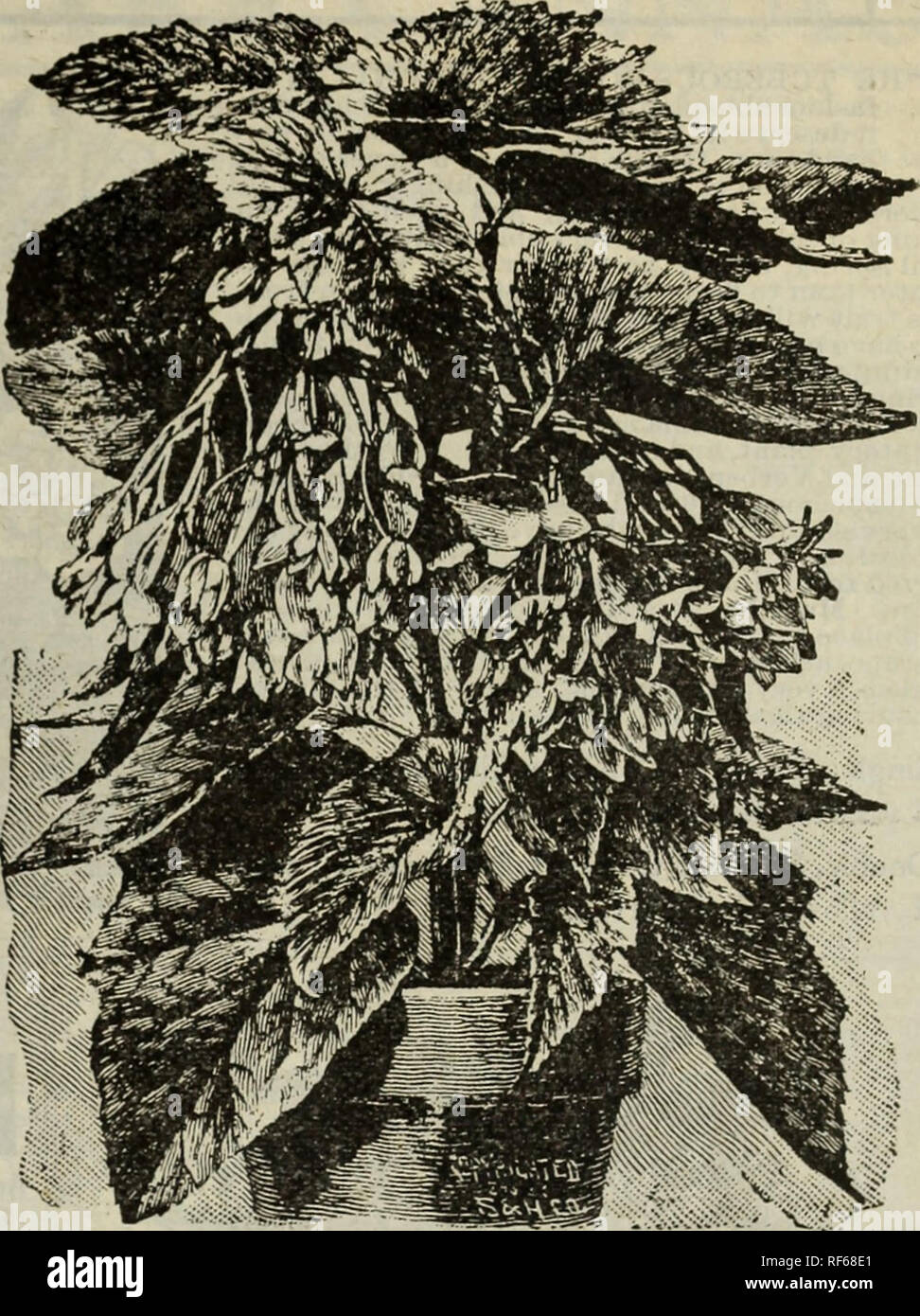 . The Geo. H. Mellen Co. : 1902. Nursery stock Ohio Springfield Catalogs; Bulbs (Plants) Catalogs; Flowers Seeds Catalogs; Plants, Ornamental Catalogs; Vegetables Seeds Catalogs; Fruit Catalogs. BEGONTA RrBRA. I RUBRA—If you can have only one Begonia, let it be 'a'l I Rubra, for it will prove a constant ddiglit. It is so fast t I growing that it will in a year or two reach the top of your t I window, sending ^ heavv, stiff canes an inch in diameter, J and rising beside them will grow strong, slender branches, I gracefully drooping under heavy waxen leaves andpend- I ant panicles of coral-co Stock Photo