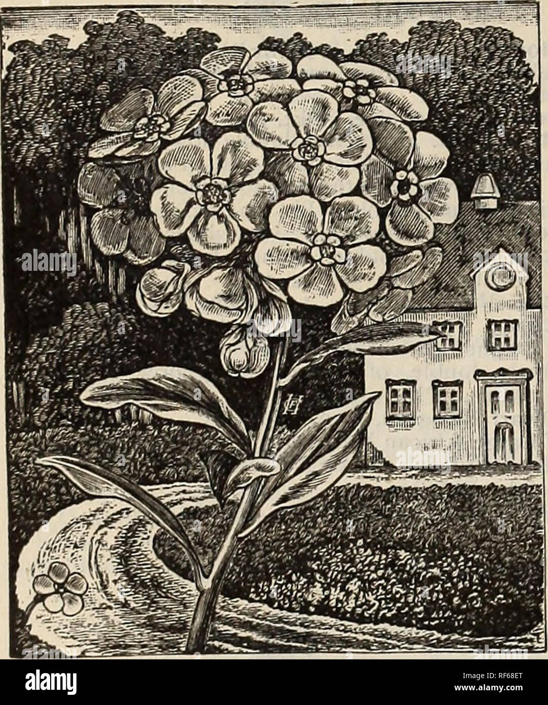 . Michell's highest quality seeds, bulbs, plants &c.. Nursery stock Pennsylvania Philadelphia Catalogs; Flowers Seeds Catalogs; Vegetables Seeds Catalogs; Plants, Ornamental Catalogs; Agricultural implements Catalogs. 42 N9 1018 Market ST. Philadelphia,Pa. Maurandia A most beautiful climber of rapid and slender growth, produc- ing an abundance of pretty, tube-shaped flowers, which continue to bloom until late in fall. Ten feet high. v 595 PlnK. Pkt. loc. 596 Barclayana. Purple. Pkt. loc. 597 White. Pkt. IOC 598 nixed. All colors. Pkt. loc. Mesembryanthemum {ice piant.) 602 Crystallinum, Wh Stock Photo