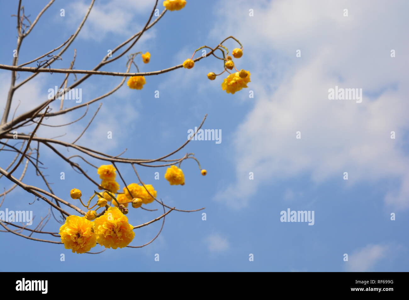 Cochlospermum regium flower on blue sky . Yellow Cotton Tree, suphannika Stock Photo