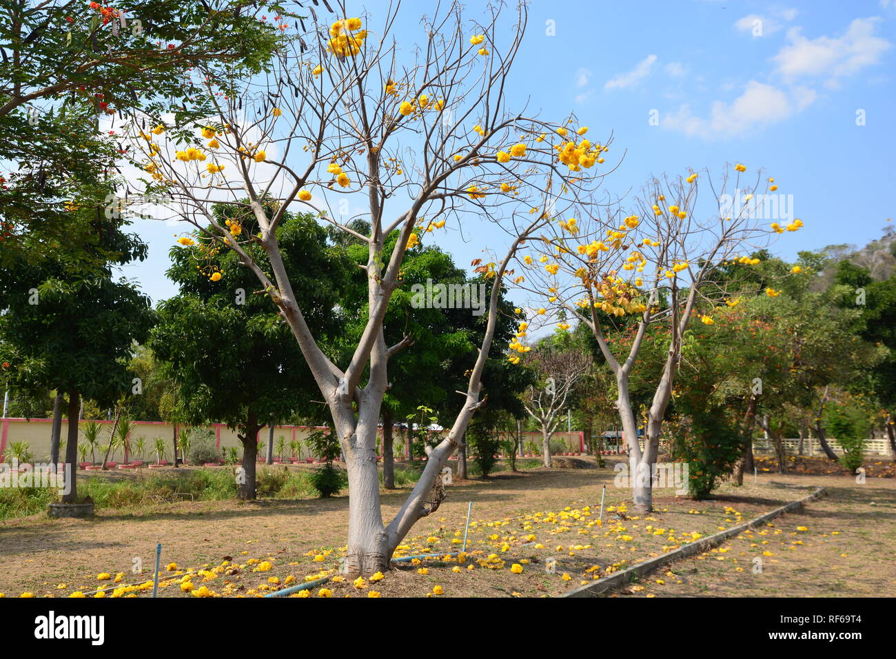 Yellow silk cotton tree flowers hires stock photography and images Alamy