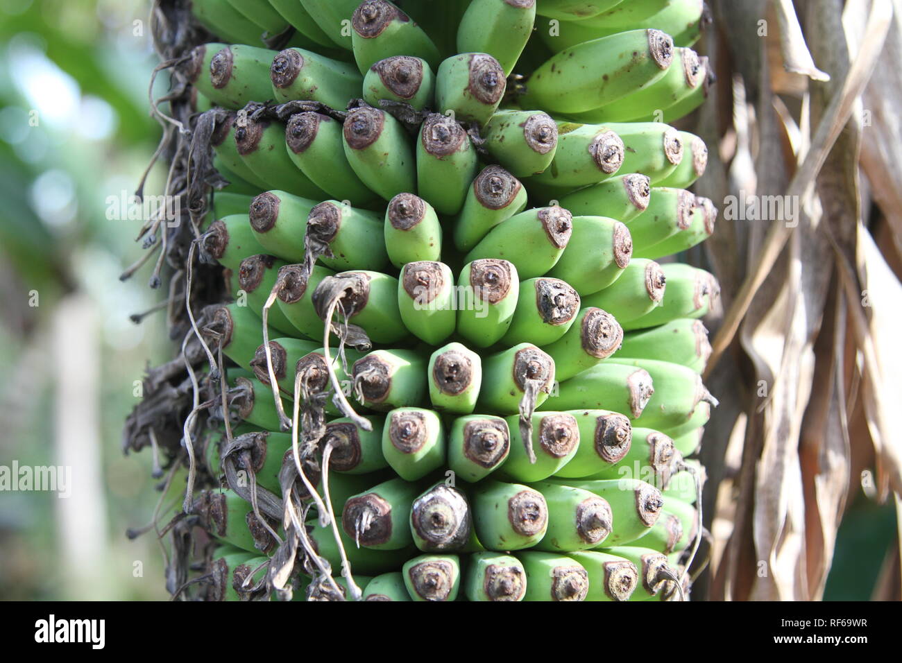 Fresh bananas growing on a tree Stock Photo