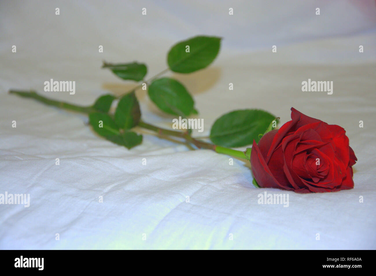 Red rose on a white background. Close up shot Stock Photo - Alamy