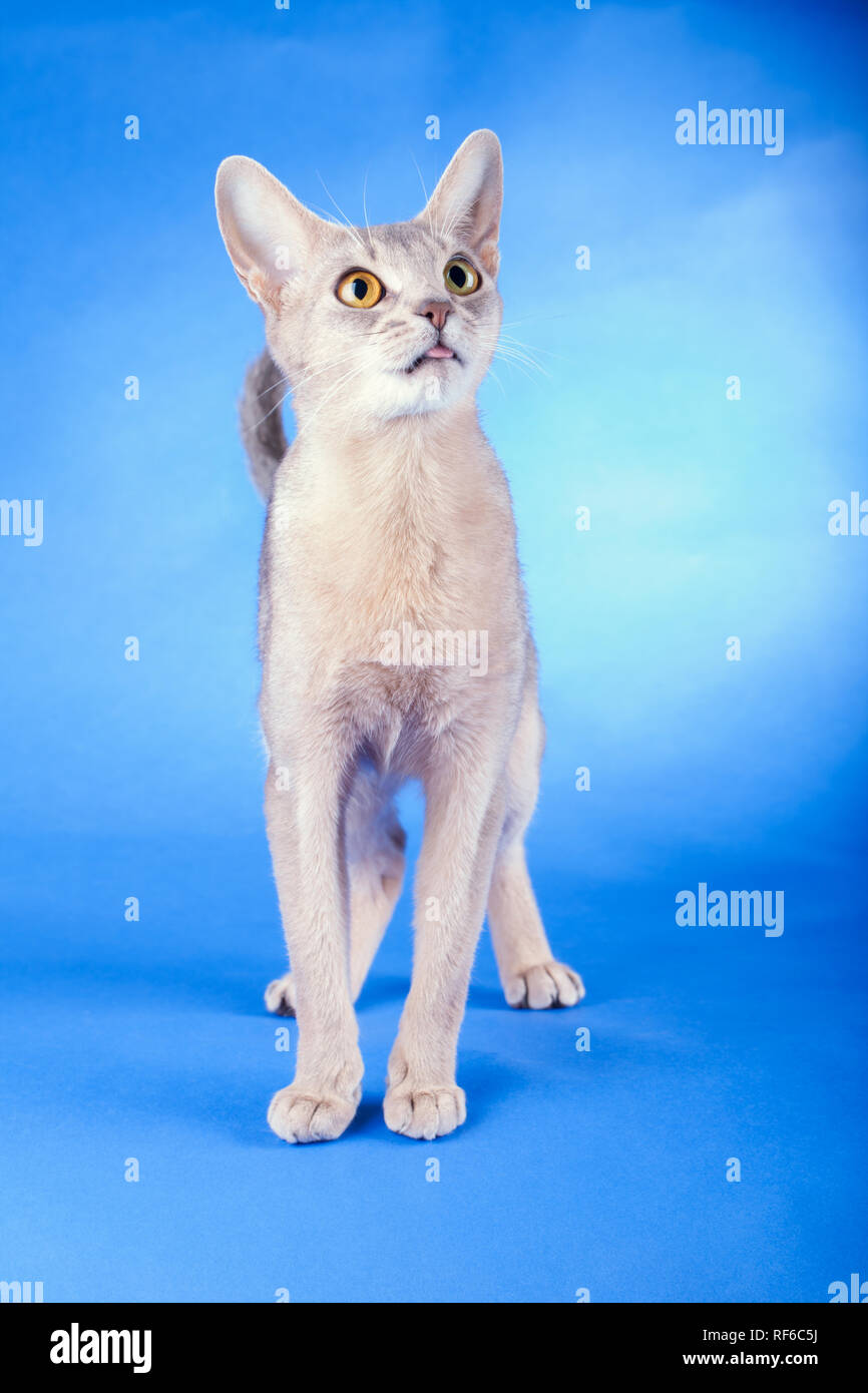 Adult abyssinian blue cat on a blue background. Stock Photo