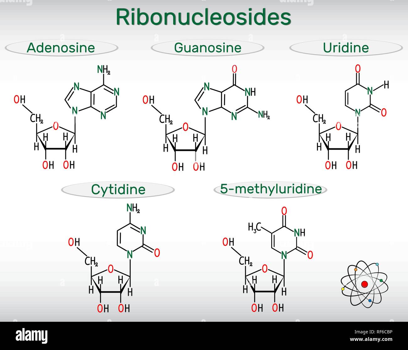Ribonucleosides (adenosine, guanosine, cytidine, uridine, 5-methyluridine) - pyrimidine and purine nucleoside molecule. Structural chemical formulas.  Stock Vector